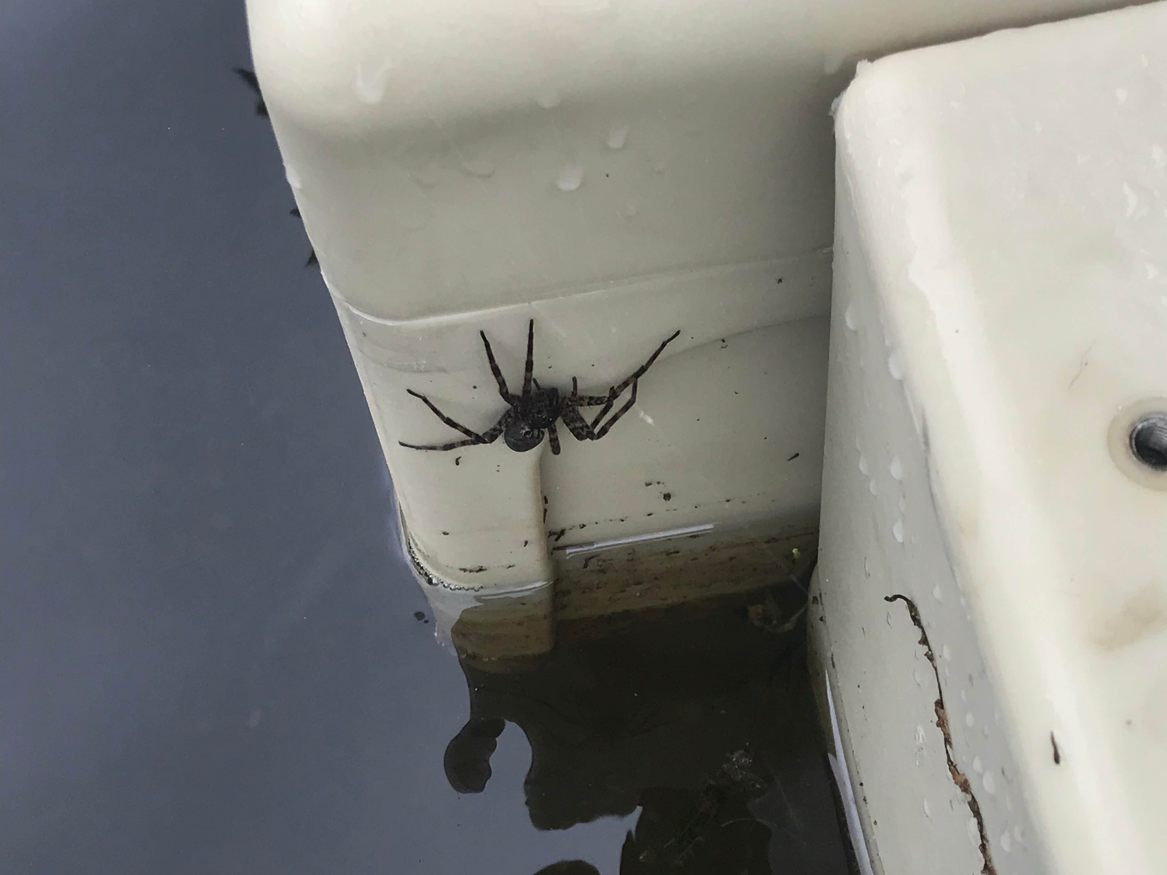 Camper-submitted photo at Island Lake Recreation Area near New Hudson, MI