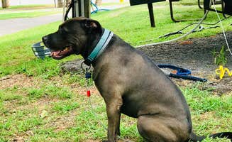 Kelly B.'s photo of camping with pets at El Reno West KOA near Oklahoma City, OK