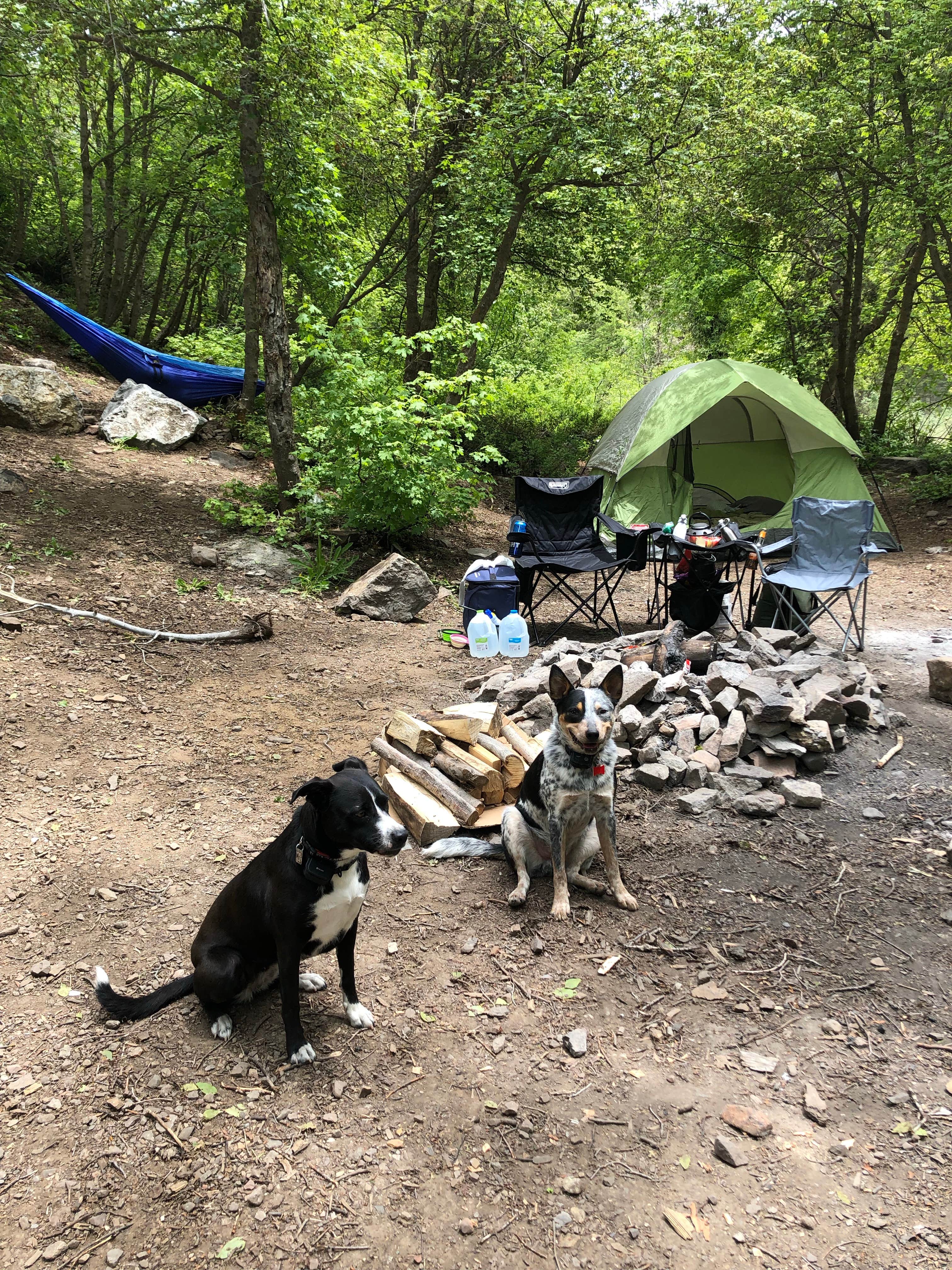Kaela S.'s photo of camping with pets at Granite Flat (utah) near Tooele, UT