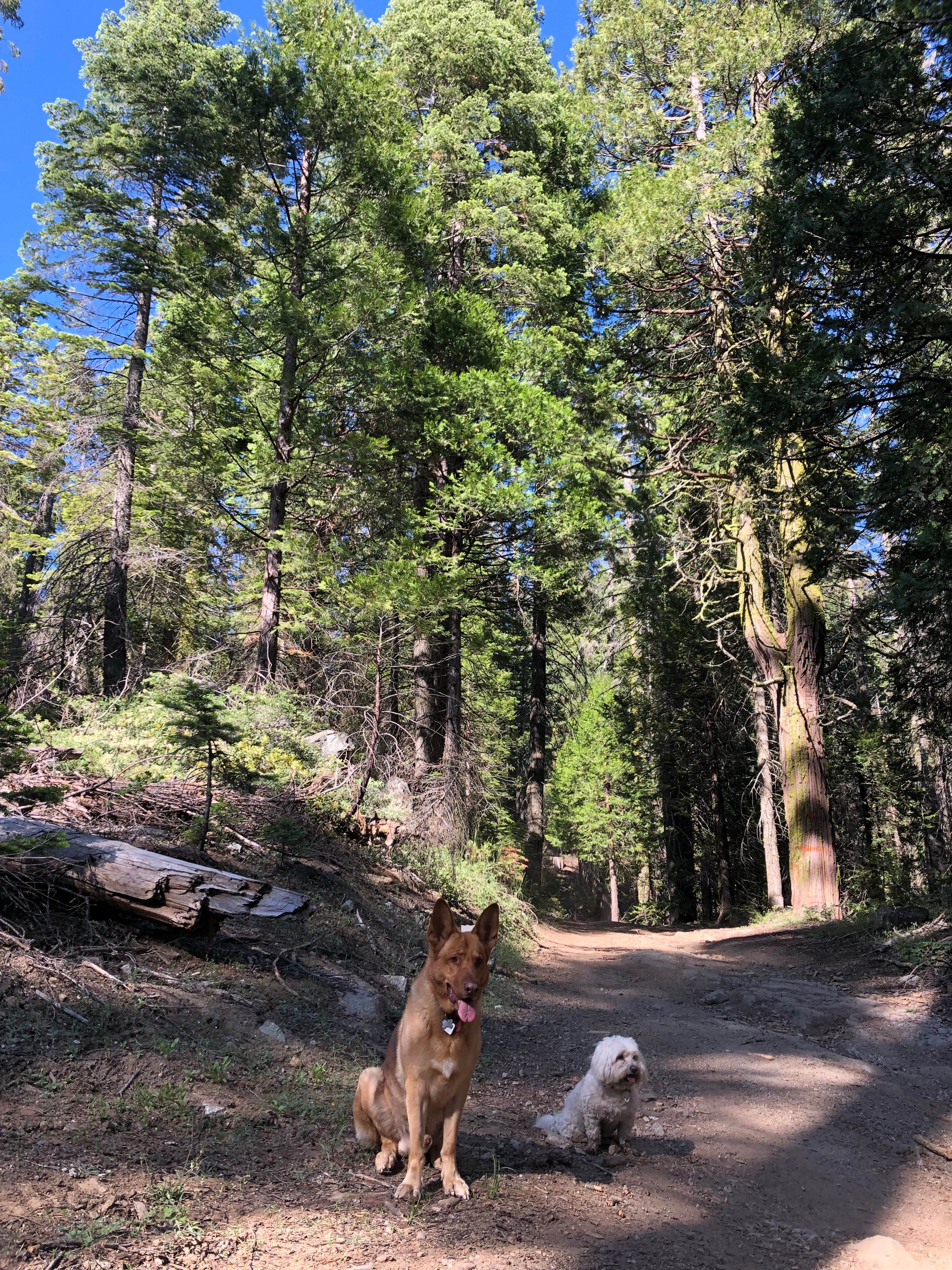 Alex L.'s photo of camping with pets at Whisky Falls Campground near Bass Lake, CA
