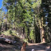 Review photo of Whisky Falls Campground by Alex L., July 9, 2019