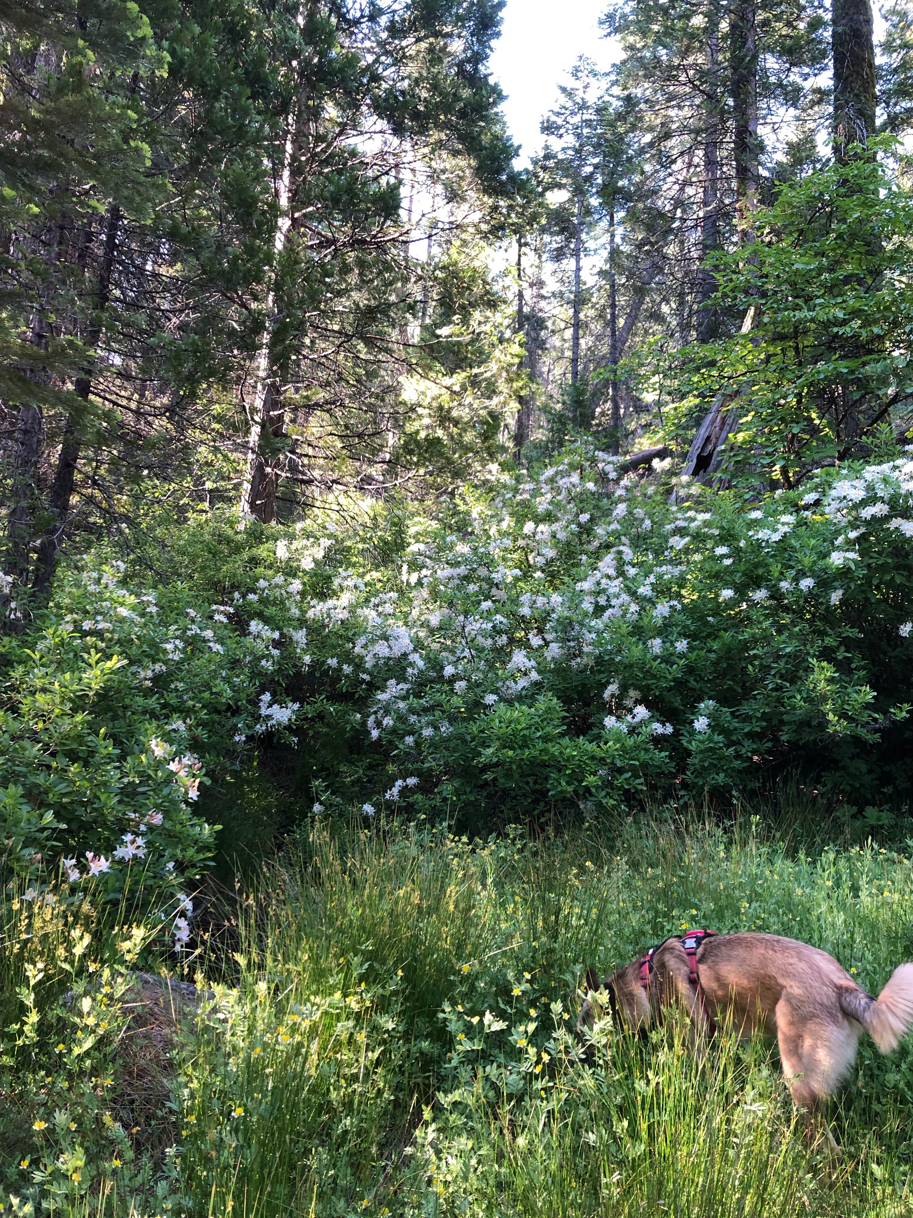 Alex L.'s photo of camping with pets at Whisky Falls Campground near Auberry, CA