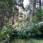 Review photo of Whisky Falls Campground by Alex L., July 9, 2019