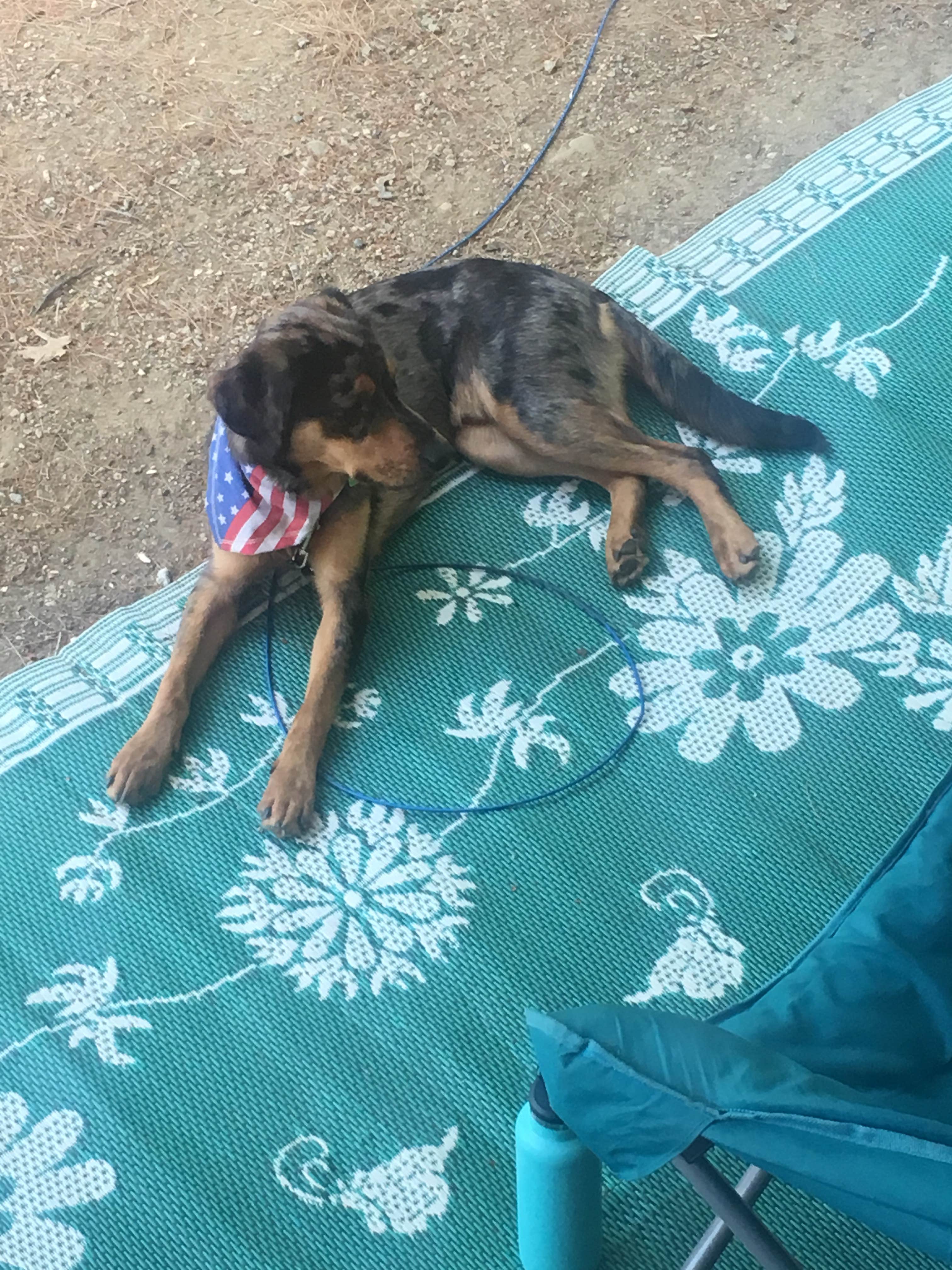 Becca  A.'s photo of camping with pets at Camp Coldbrook Golf & RV Resorts near Westville Lake