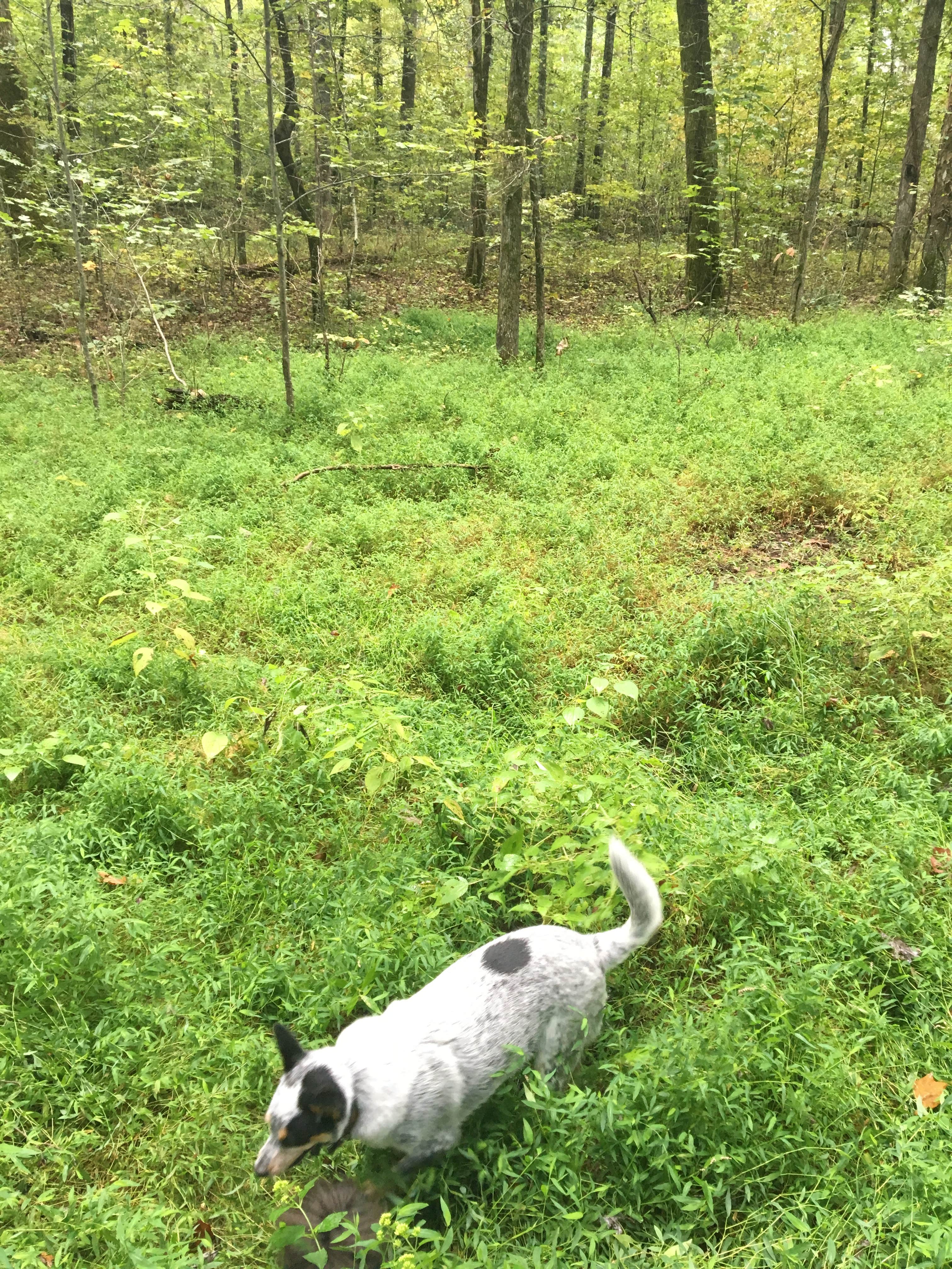 Shelly S.'s photo of camping with pets at Maple Springs Campground — Mammoth Cave National Park near Hartford, KY