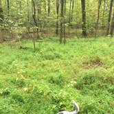 Review photo of Maple Springs Campground — Mammoth Cave National Park by Shelly S., September 18, 2016