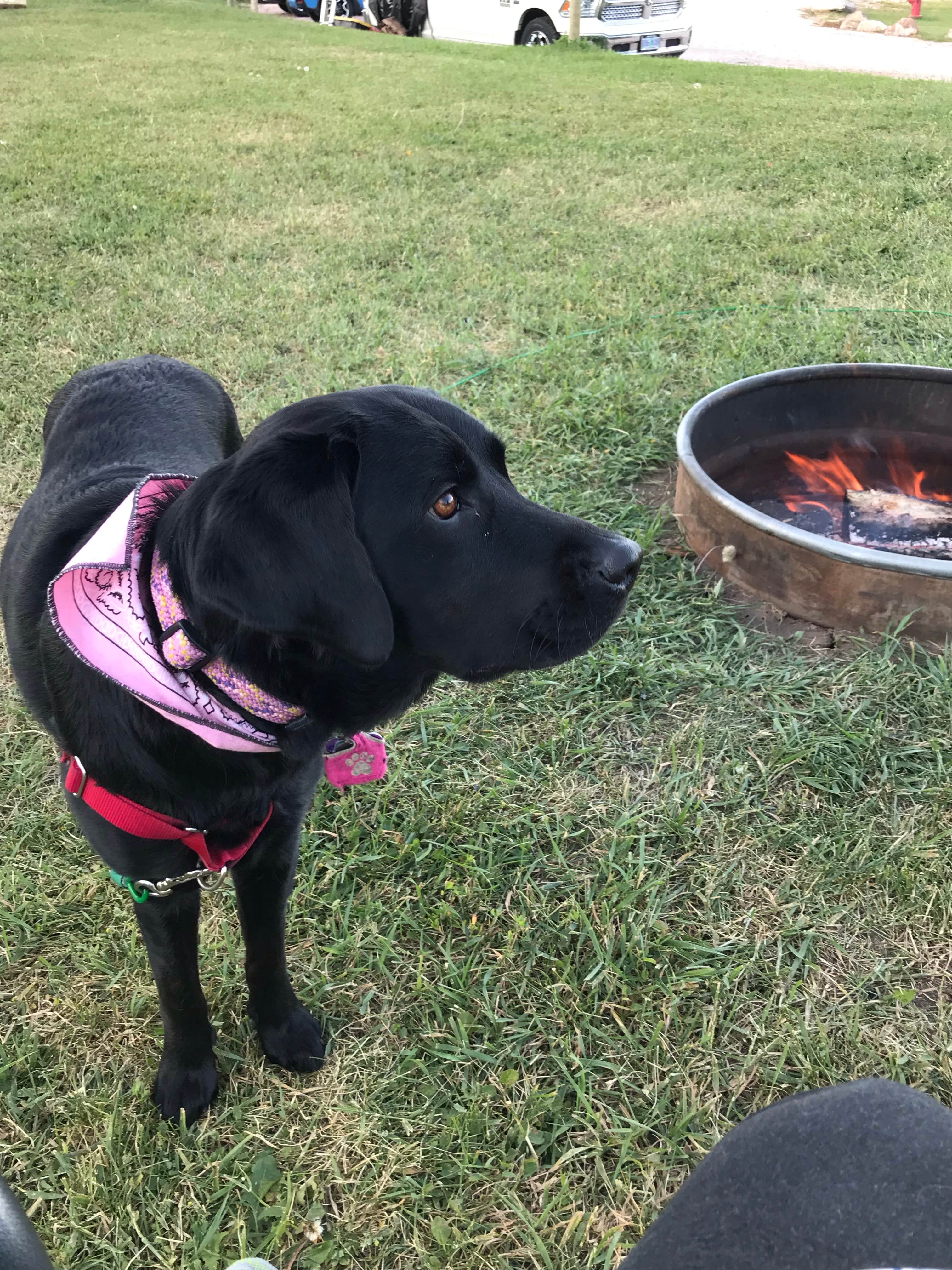 Ann M.'s photo of camping with pets at Bear Lake/Trail Side KOA Journey near Logan, UT