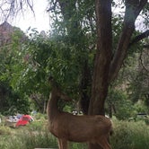 Review photo of Watchman Campground — Zion National Park by Megan K., July 9, 2019