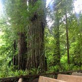 Review photo of Elk Prairie Campground — Prairie Creek Redwoods State Park by Megan K., July 9, 2019