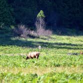 Review photo of Elk Prairie Campground — Prairie Creek Redwoods State Park by Megan K., July 9, 2019