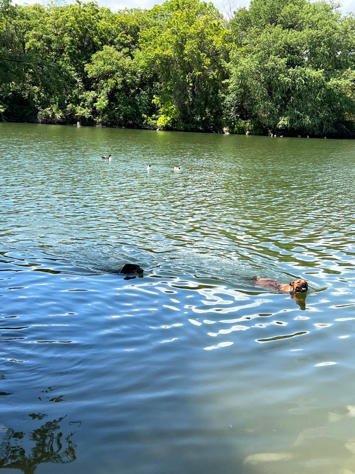 River Trail Cottages M.'s photo of camping with pets at River Trail Cottages & RV Park near Bandera, TX