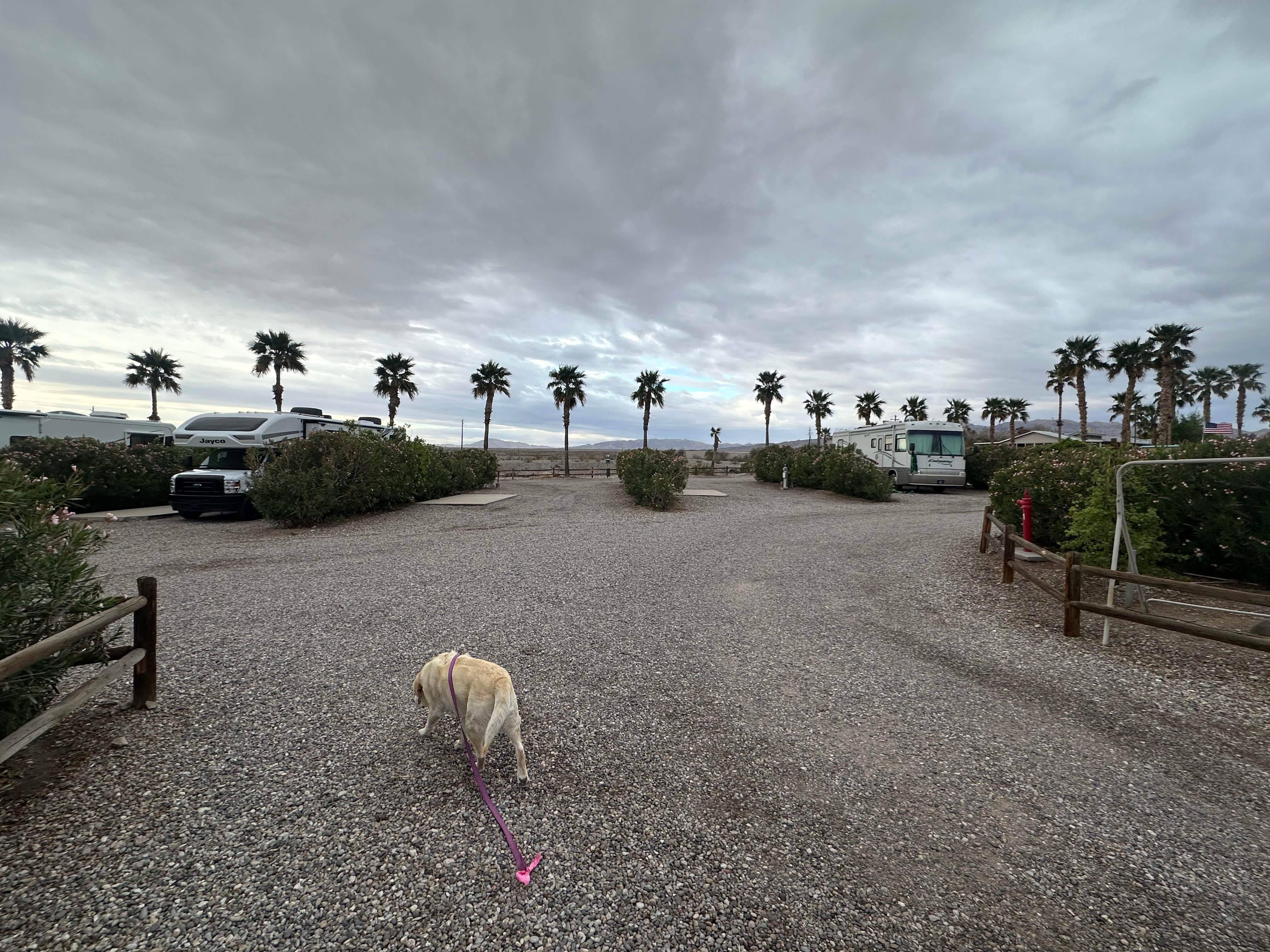 Bosn E.'s photo of camping with pets at Desert View RV Resort near Laughlin, NV