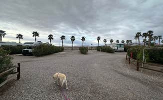 Bosn E.'s photo of camping with pets at Desert View RV Resort near Lake Havasu City, AZ