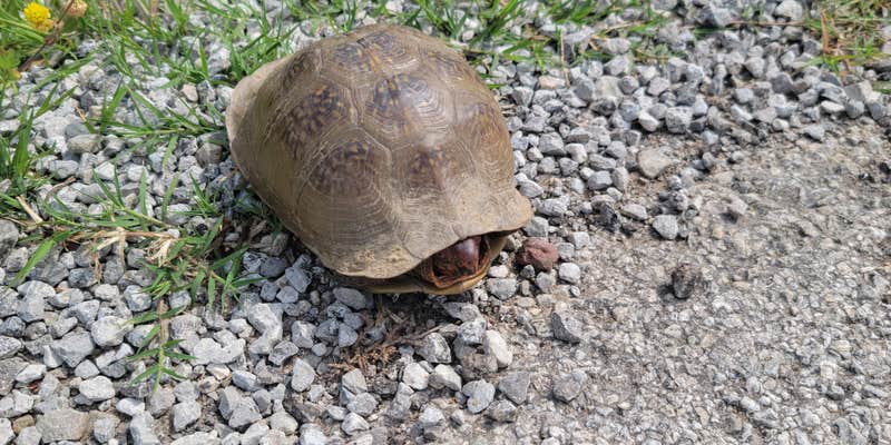 Camper submitted image from Oaklake Trails Naturist Park (Nudist)