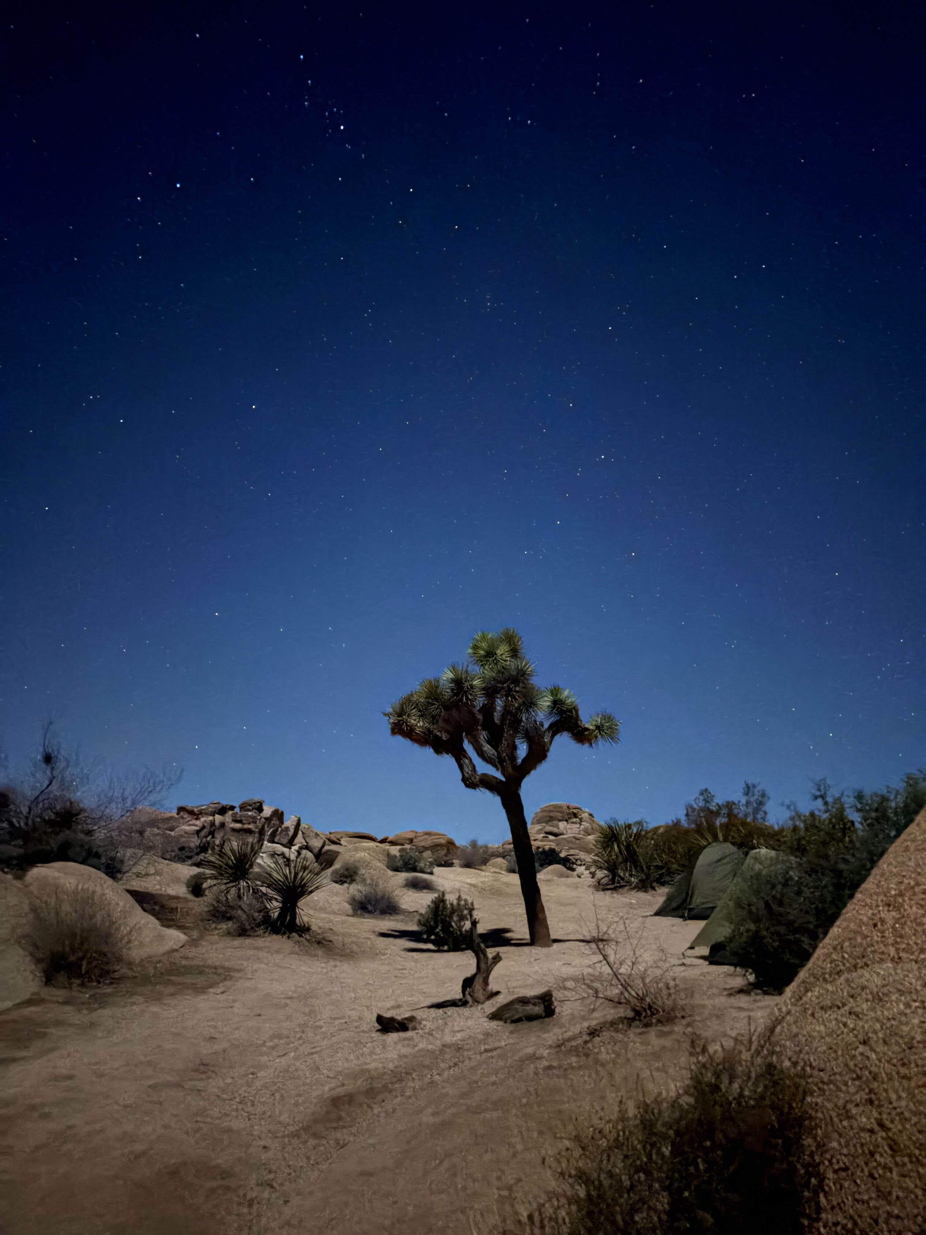 Sierra T.'s photo of camping with pets at Jumbo Rocks Campground — Joshua Tree National Park near Joshua Tree National Park