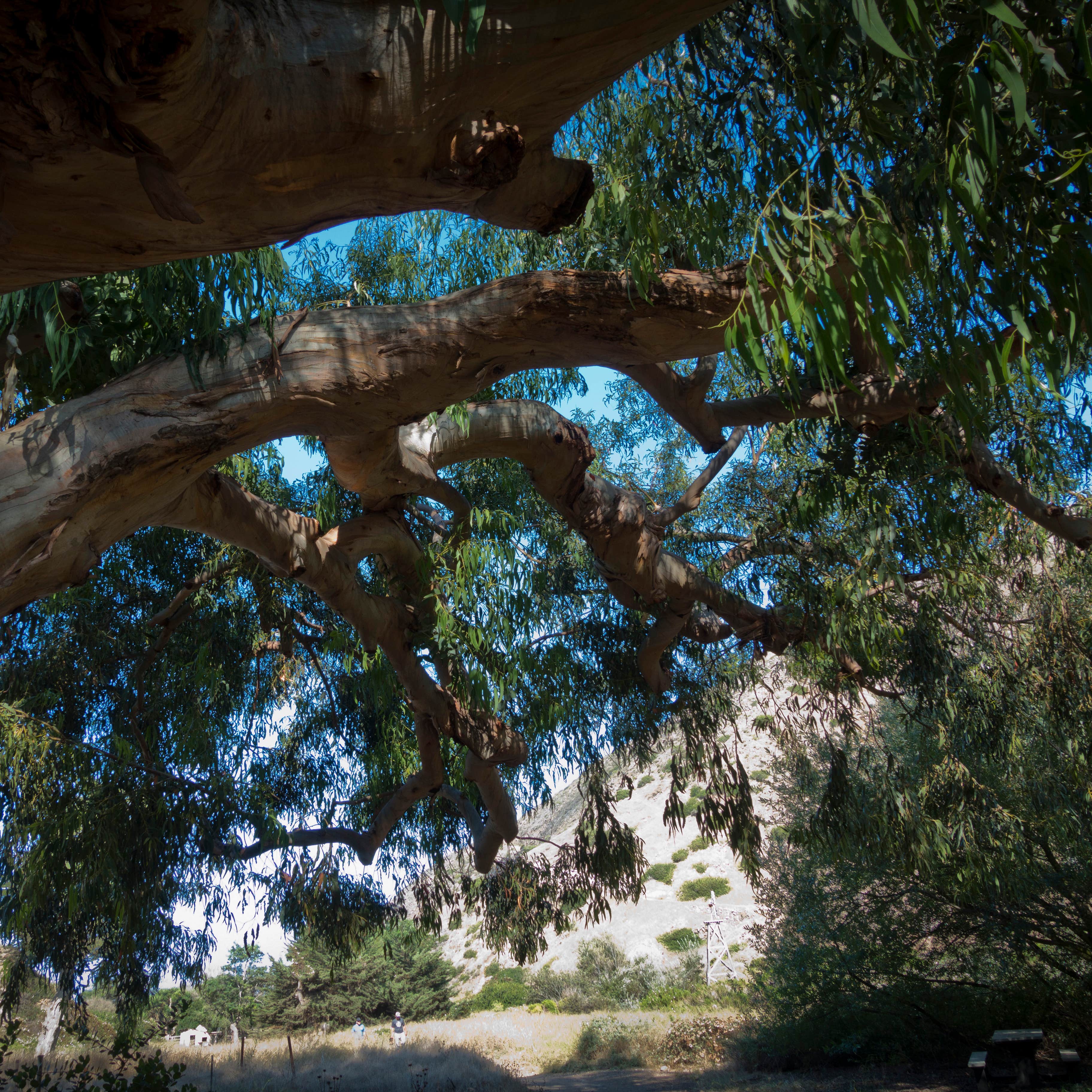 Santa Rosa Island Campground — Channel Islands National Park