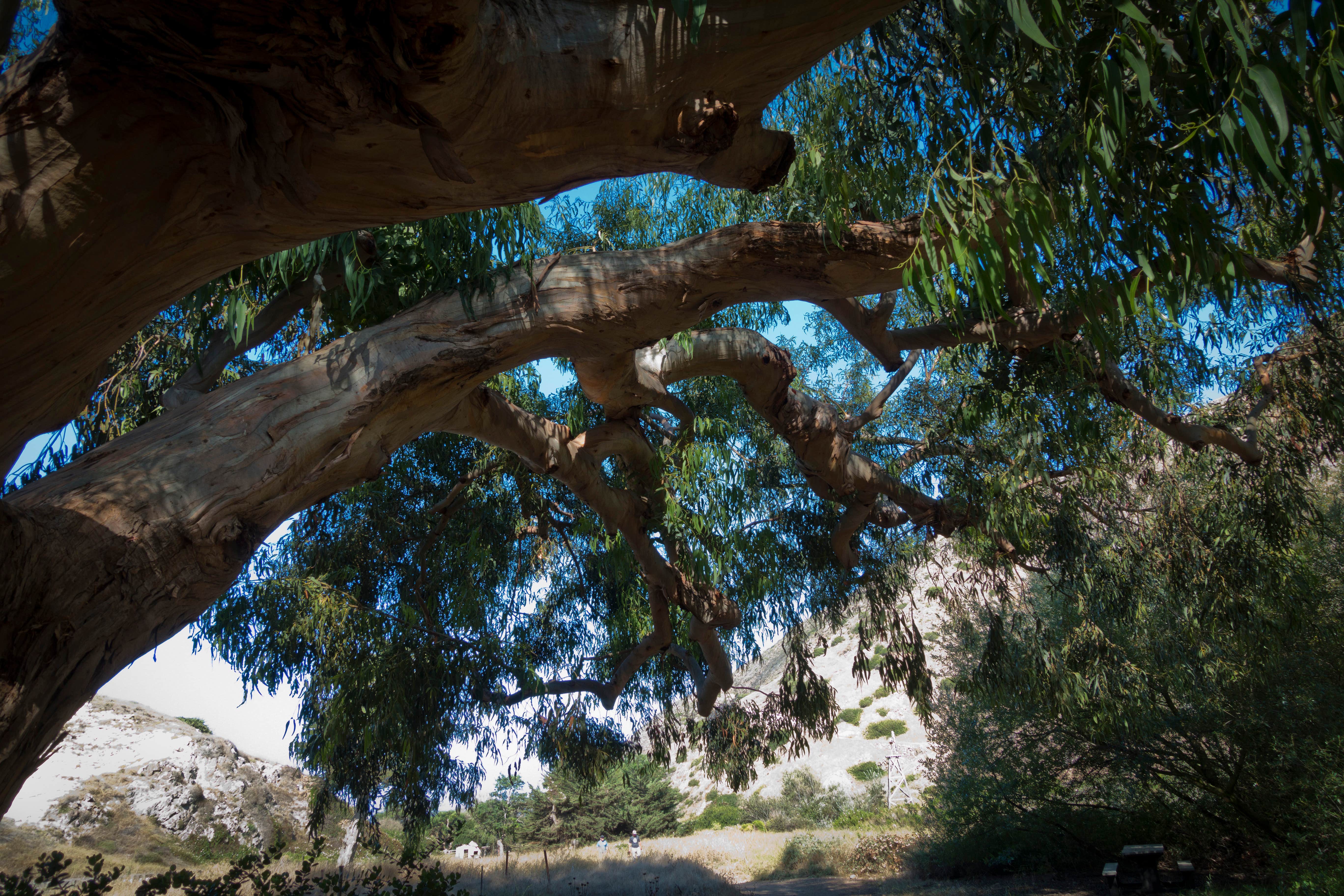 Camper submitted image from Santa Rosa Island Campground — Channel Islands National Park - 1