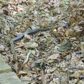 Review photo of Old Stone Fort State Archaeological Park by Jeremy H., July 10, 2019