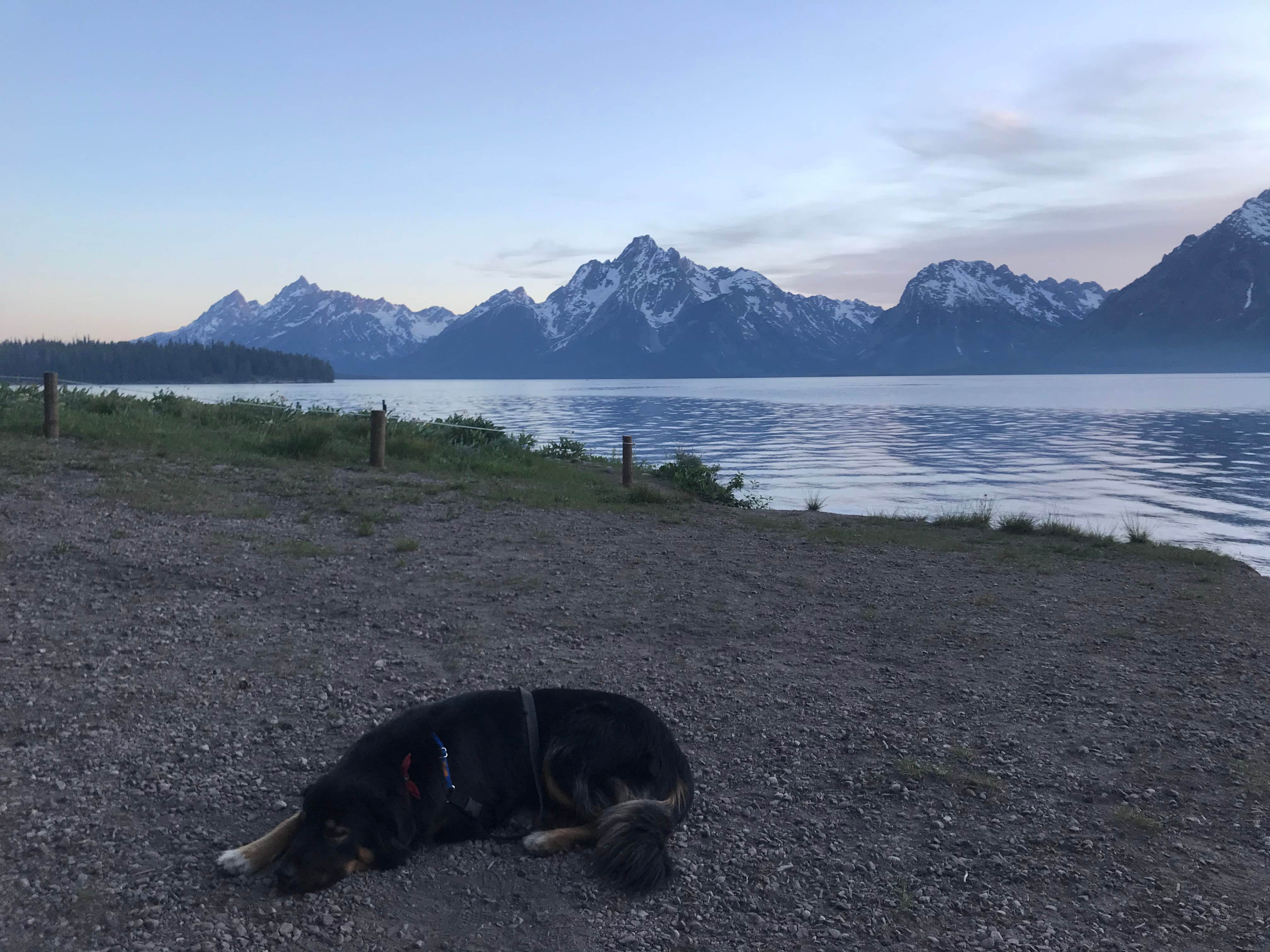 Mackenzie H.'s photo of camping with pets at Colter Bay Tent Village at Colter Bay Village — Grand Teton National Park near Grand Teton National Park
