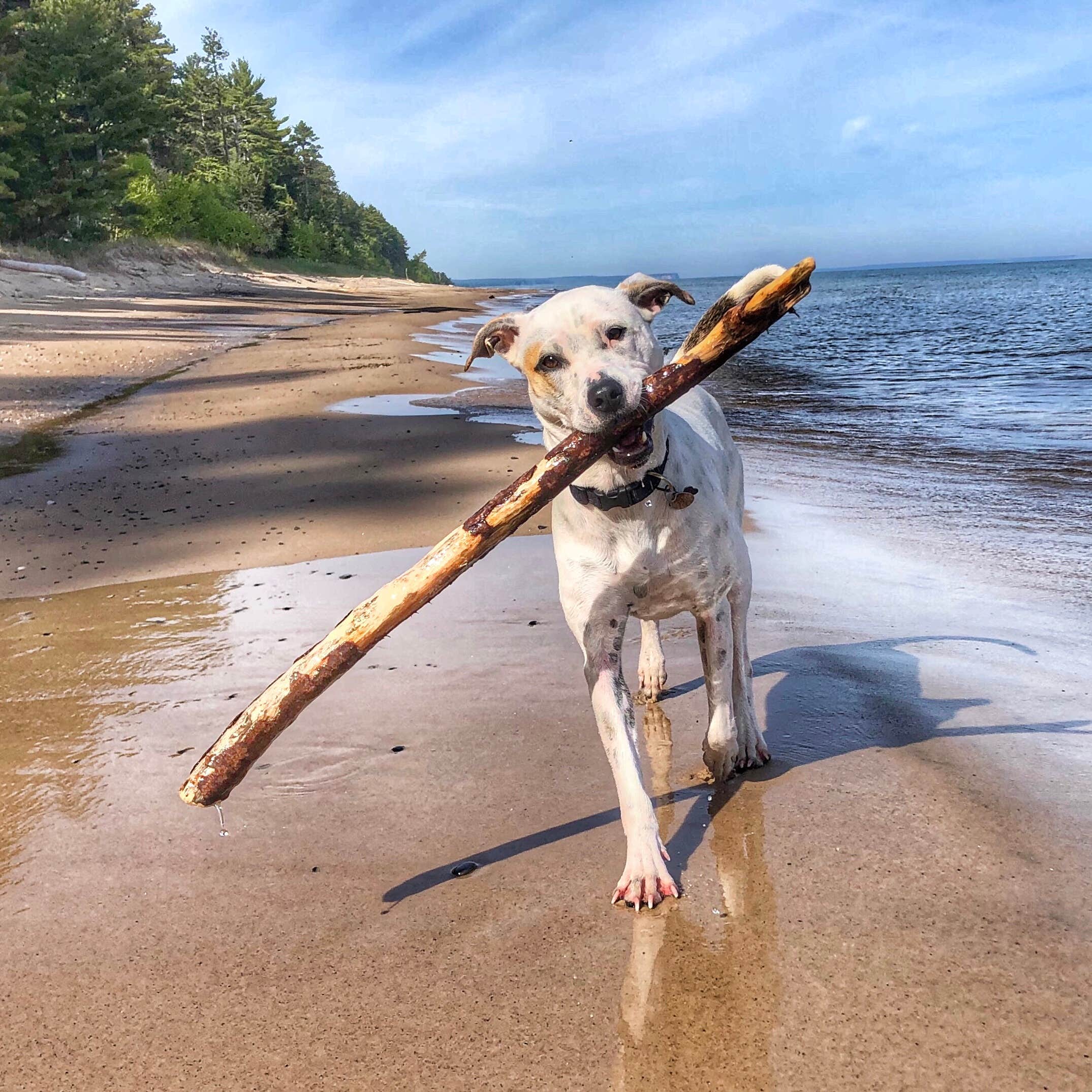 Dickie H.'s photo of camping with pets at Twelvemile Beach Campground — Pictured Rocks National Lakeshore near Pictured Rocks National Park