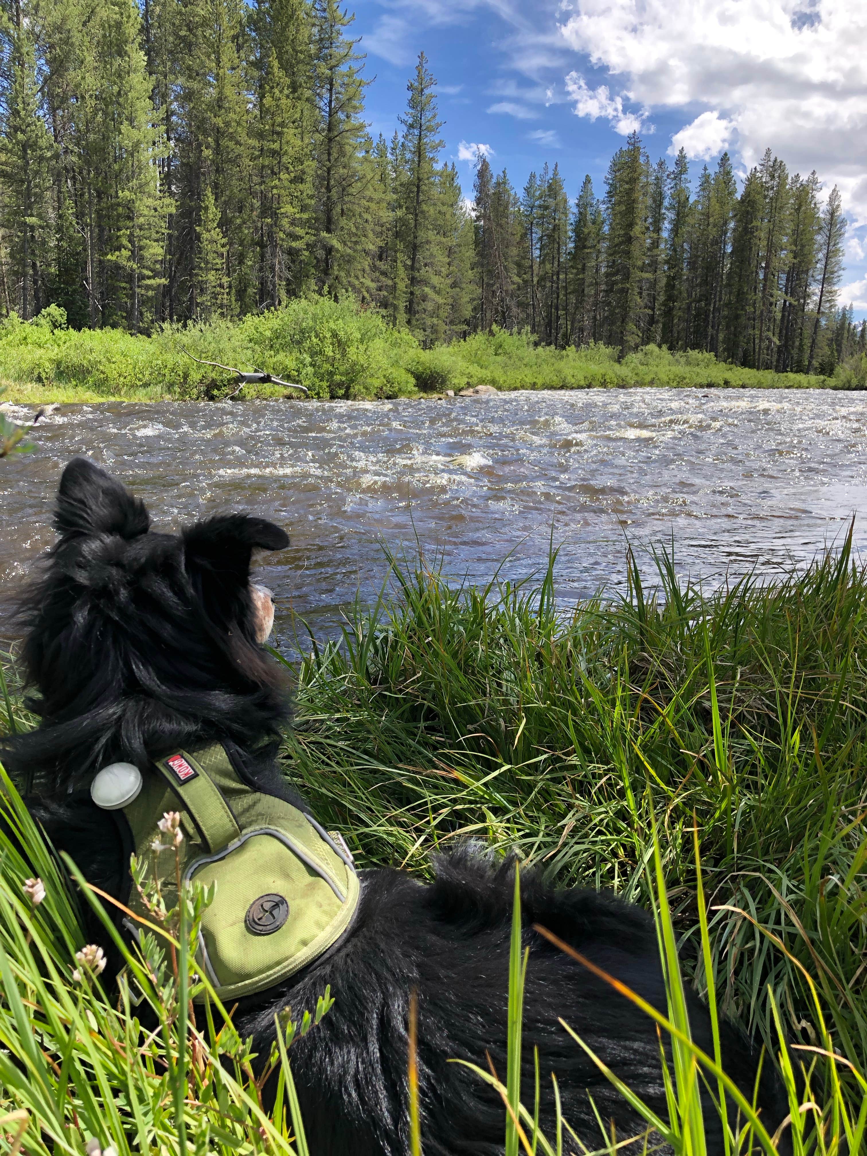 Amber W.'s photo of camping with pets at Homestake Road Dispersed - CO near Leadville, CO