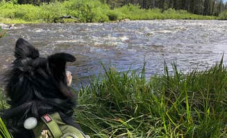Amber W.'s photo of camping with pets at Homestake Road Dispersed - CO near White River National Forest