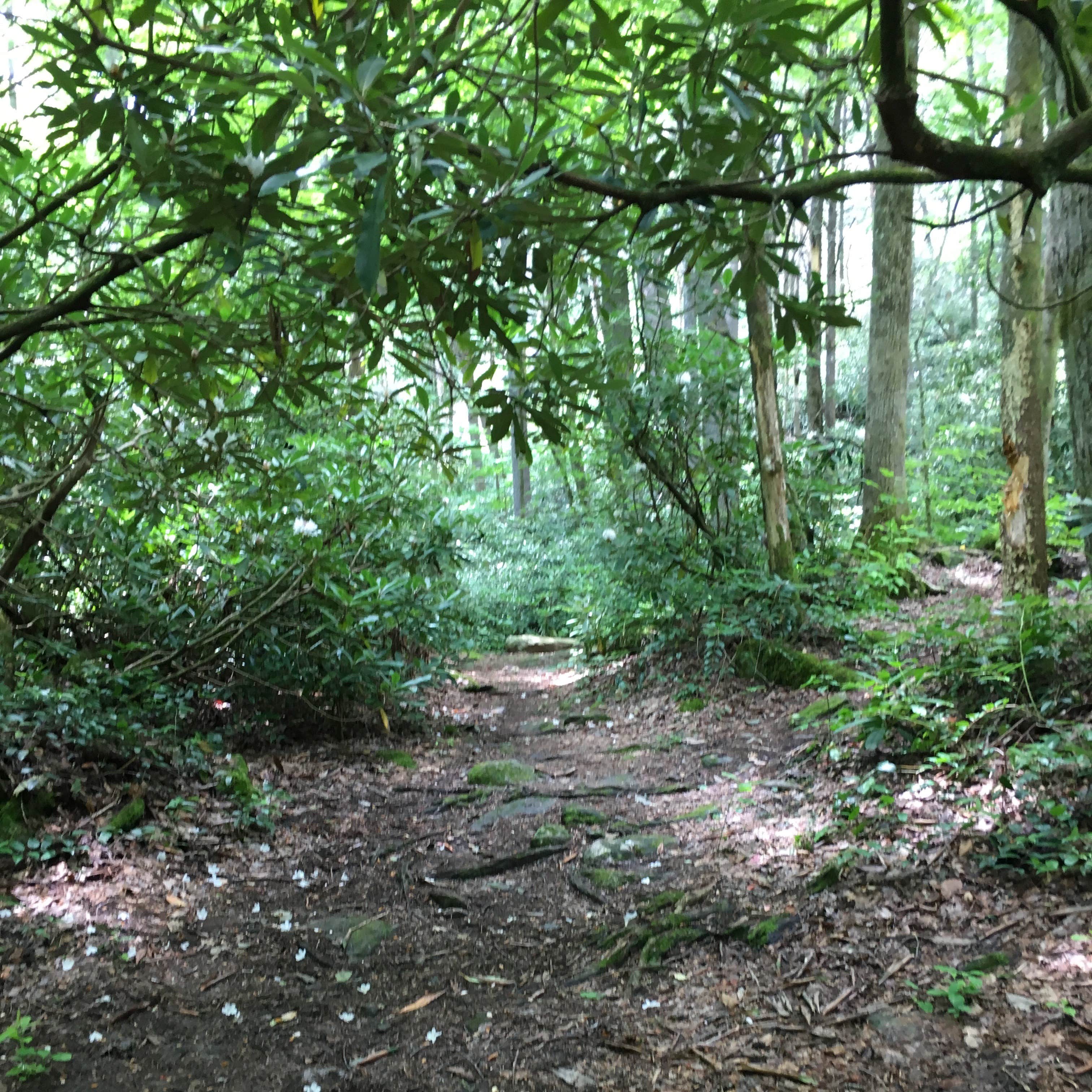 Glen Falls Backcountry Campground Camping The Dyrt