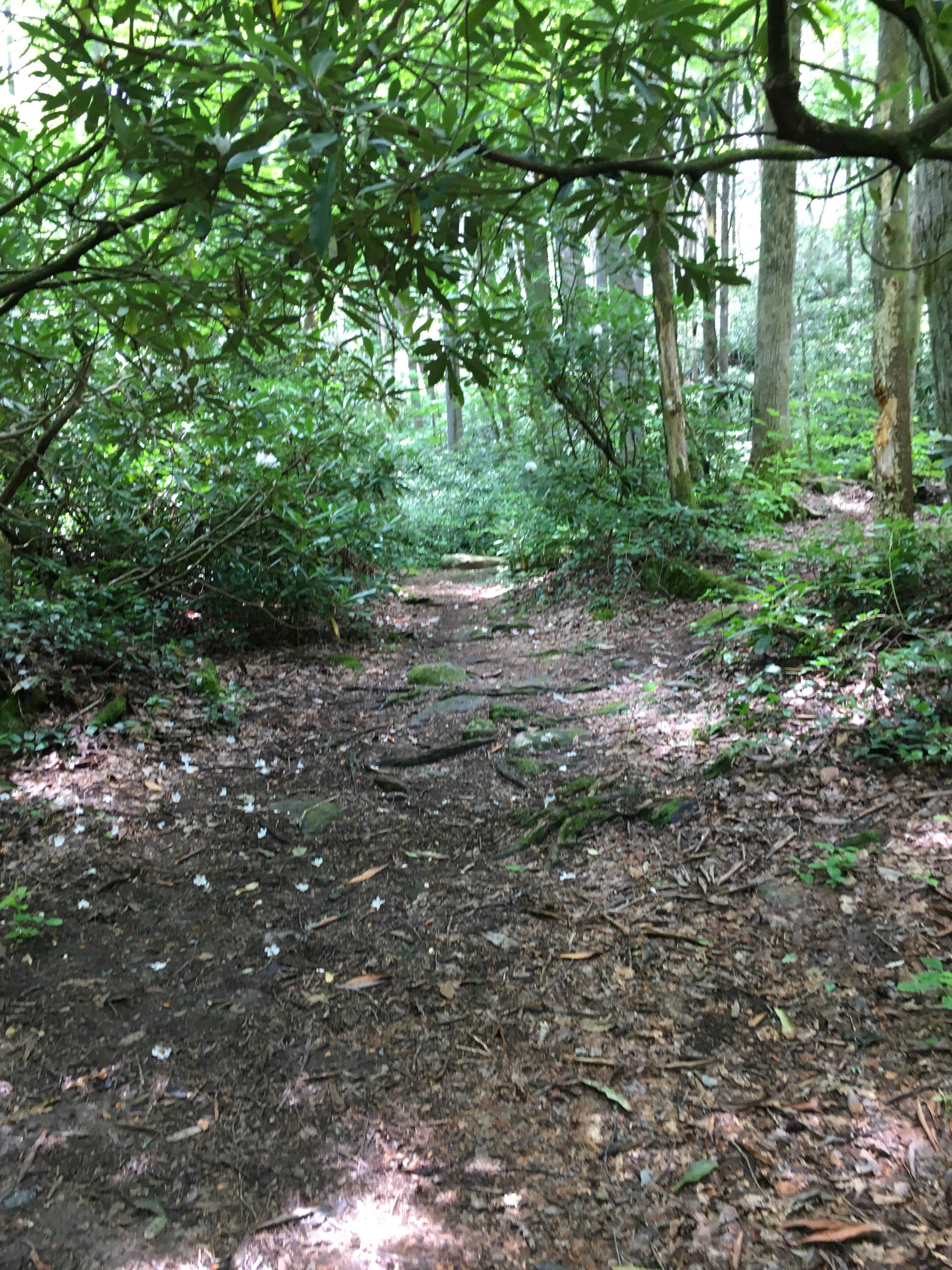 Camper submitted image from Glen Falls Backcountry Campground - 5