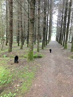 Camper submitted image from Reiki Ranch in Lewis County Campground - 5
