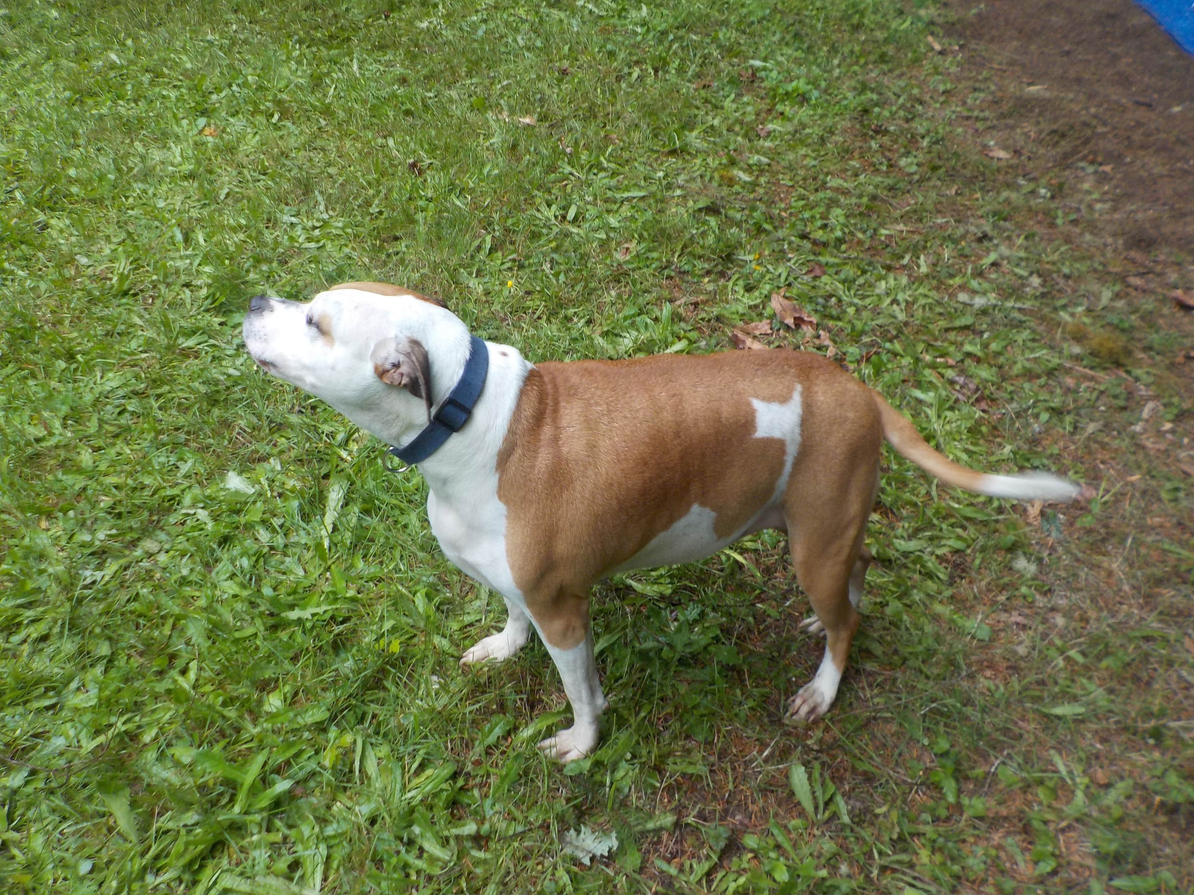 Taylore V.'s photo of camping with pets at Reiki Ranch in Lewis County Campground near Onalaska, WA