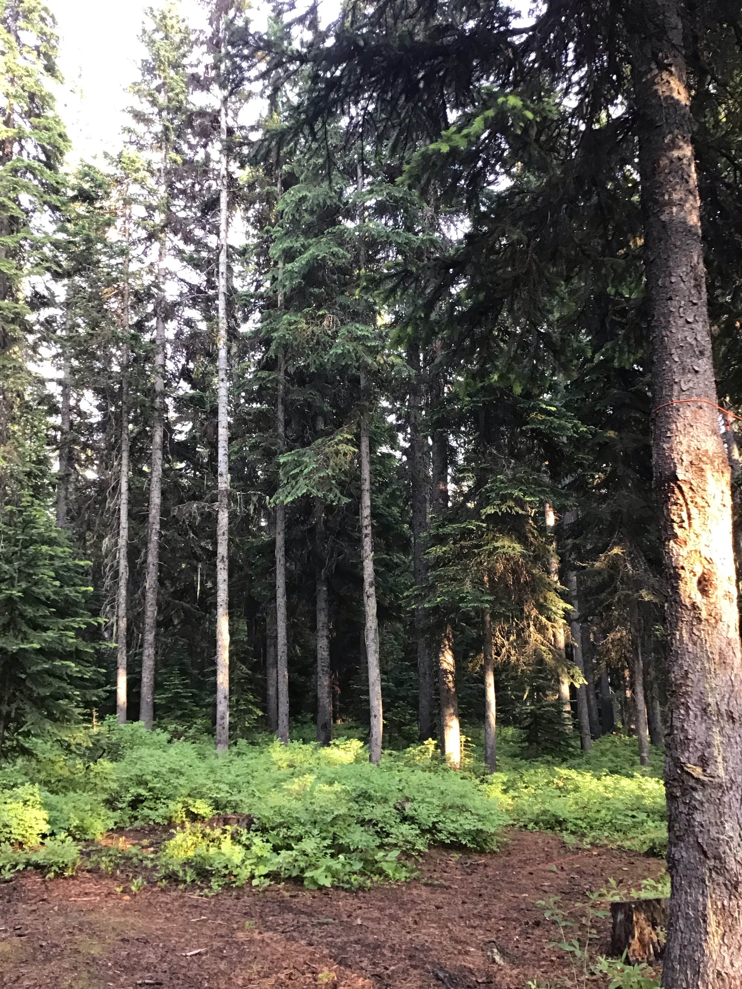 Camper-submitted photo at Target Meadows Campground — Umatilla National Forest near Walla Walla, WA