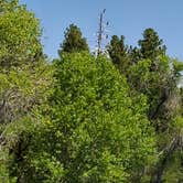 Review photo of Prescott National Forest Dispersed by Cindy E., July 10, 2019