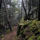 Review photo of Schoodic Woods Campground — Acadia National Park by Anna G., July 10, 2019