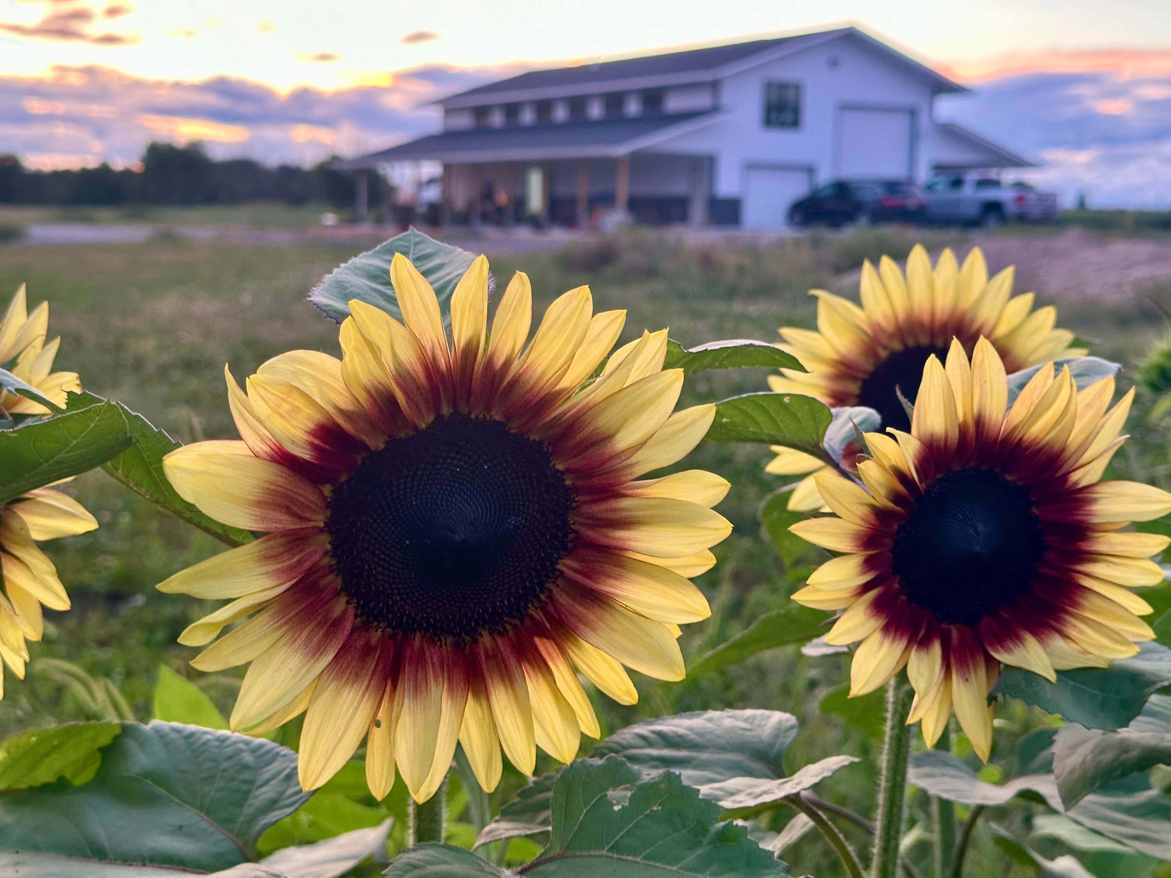 Camping near Long Lake County Park: MI Lavender Farm, Posen, Michigan