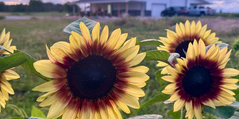 Camper submitted image from MI Lavender Farm