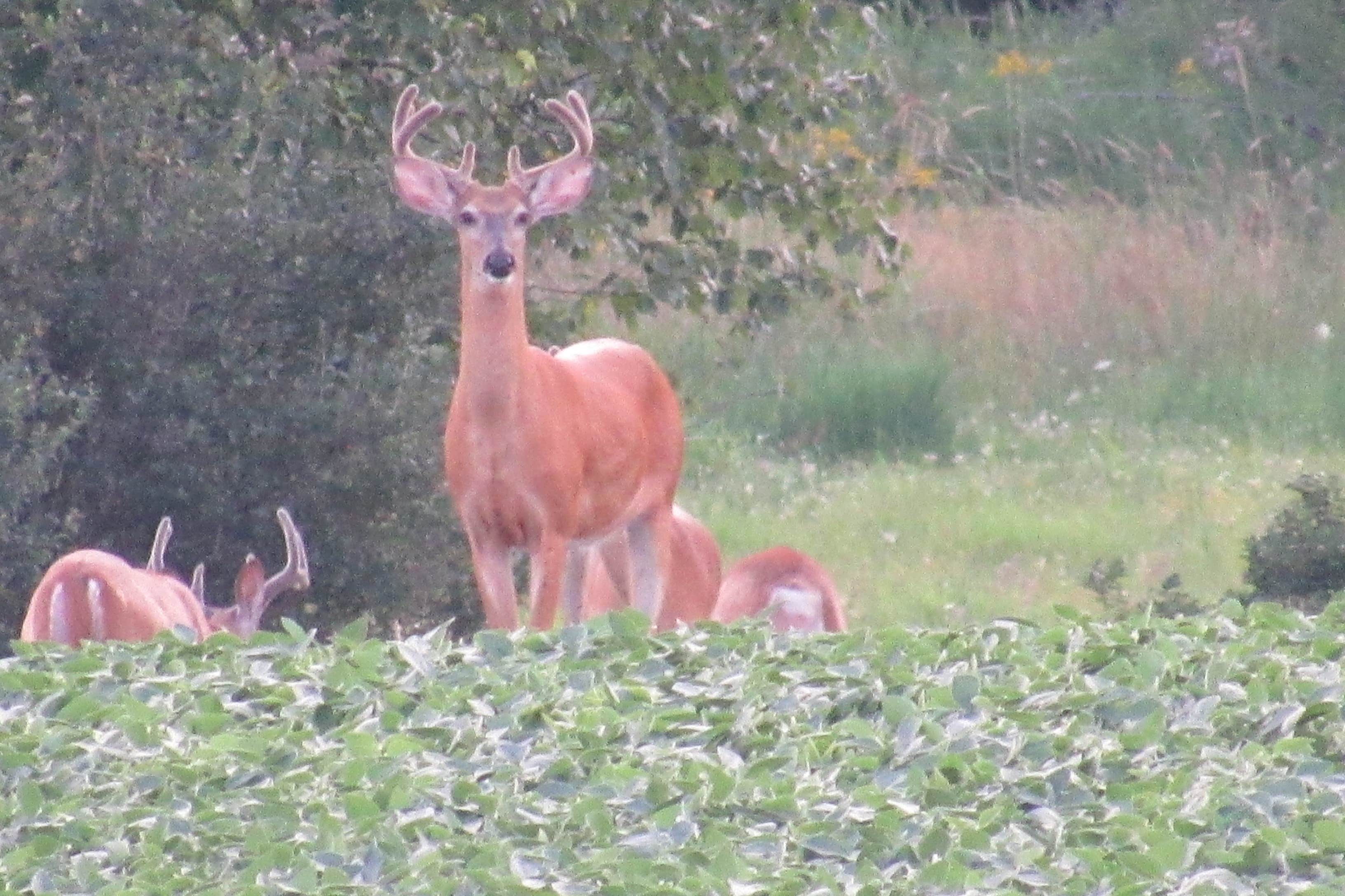 Camper-submitted photo at MI Lavender Farm near Millersburg, MI