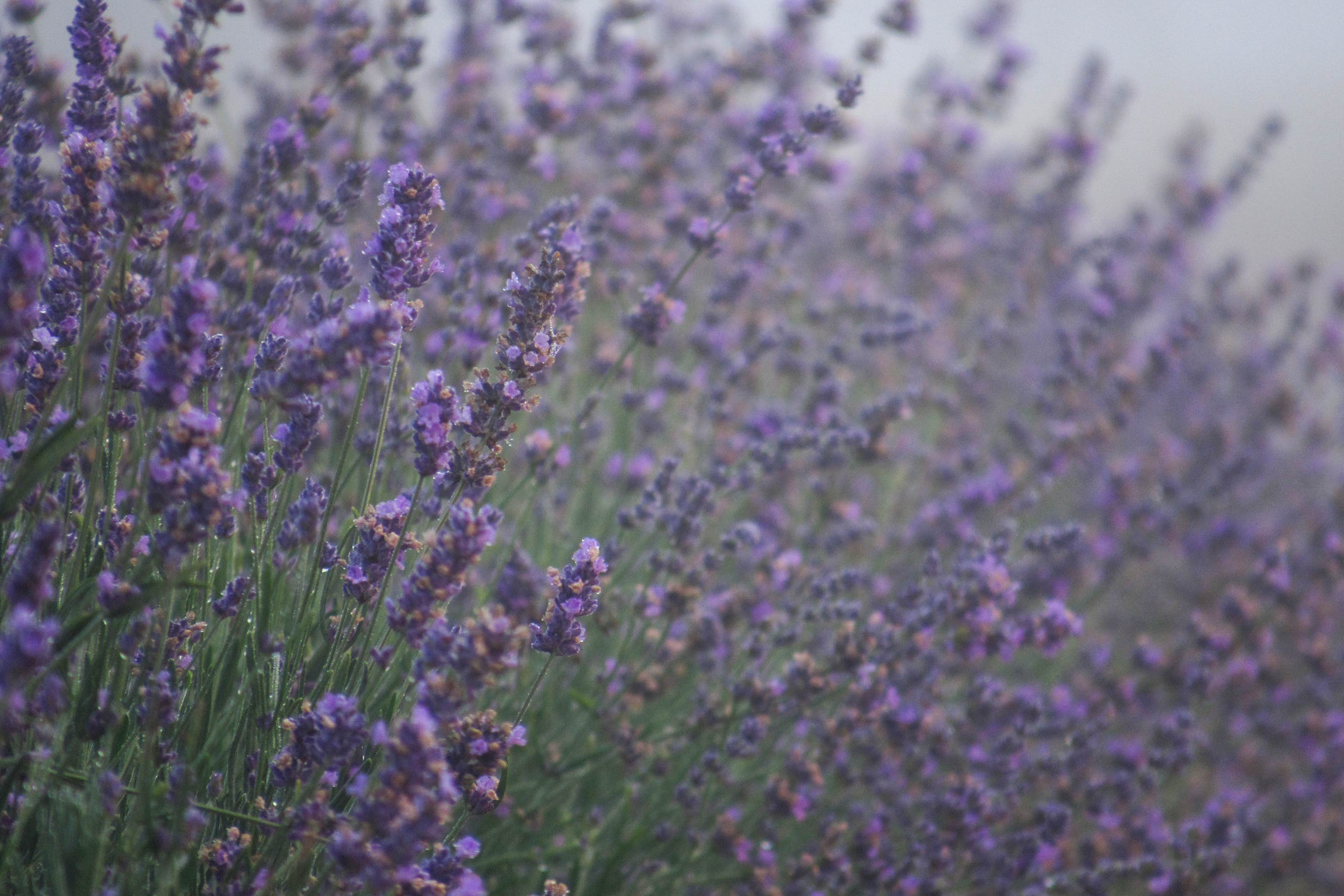 Camper-submitted photo at MI Lavender Farm near Millersburg, MI