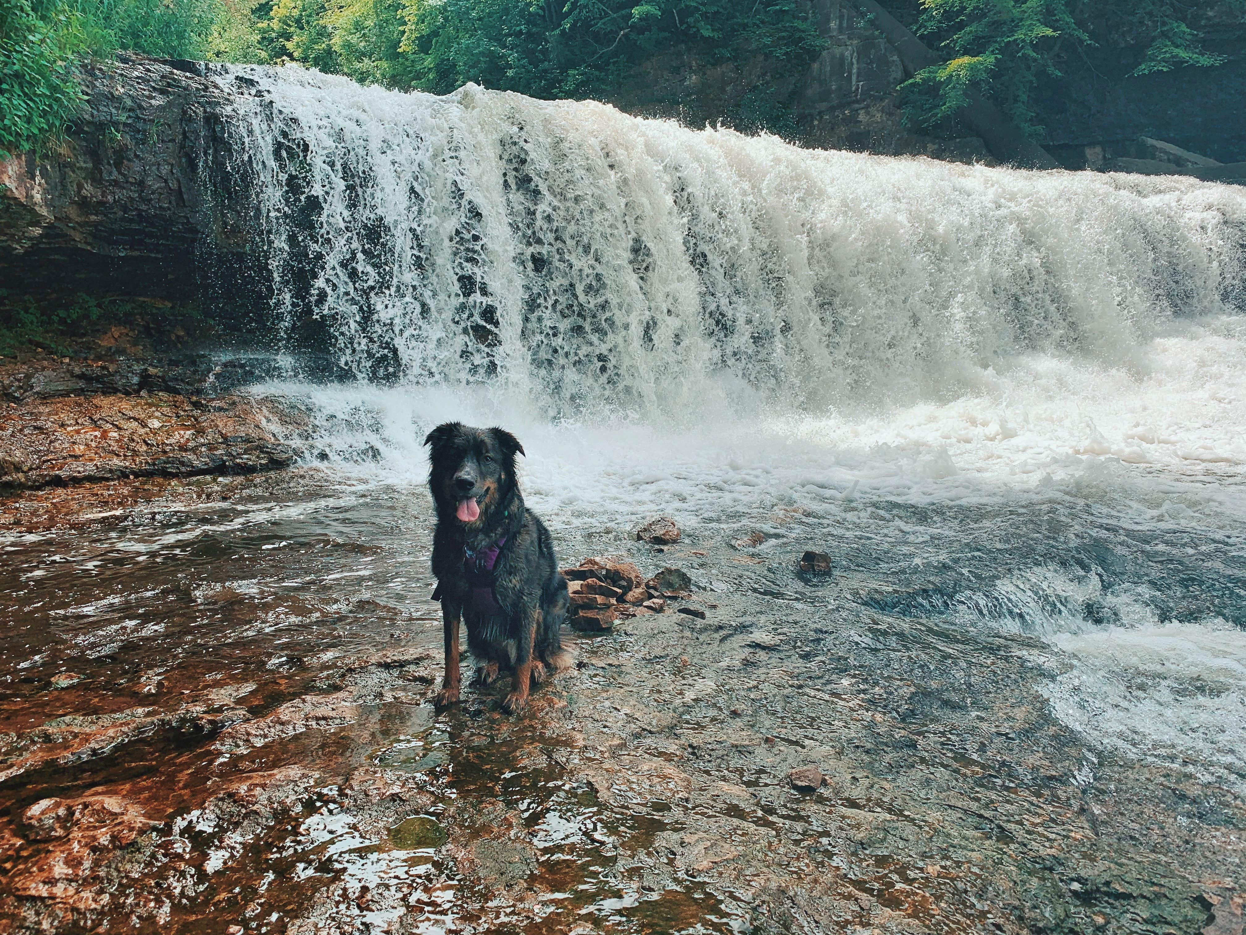 Lili R.'s photo of camping with pets at Willow River State Park Campground near Marine on St. Croix, MN