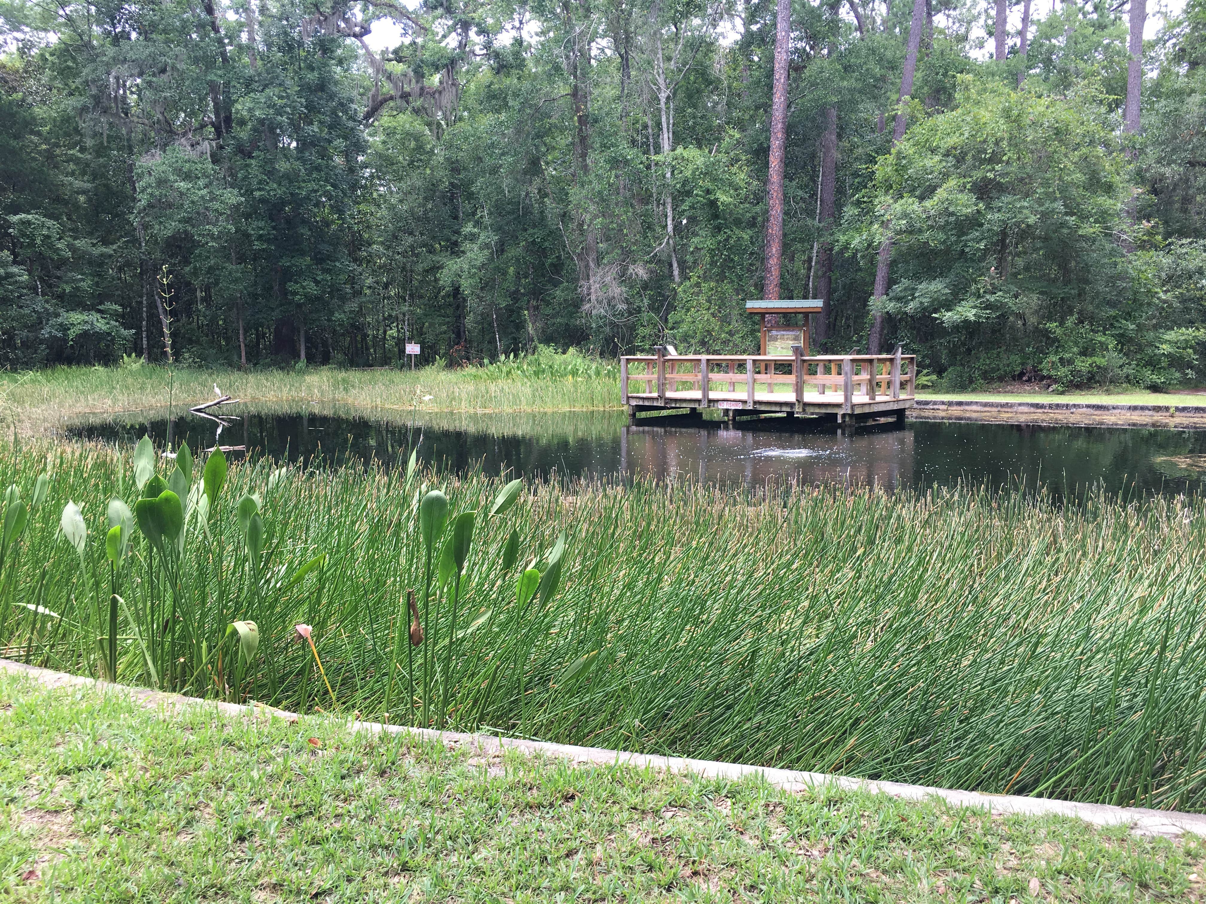 Camper-submitted photo at Camp Chowenwaw Park near Middleburg, FL