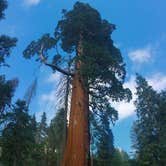 Review photo of Redwood Meadow by Lili R., July 11, 2019