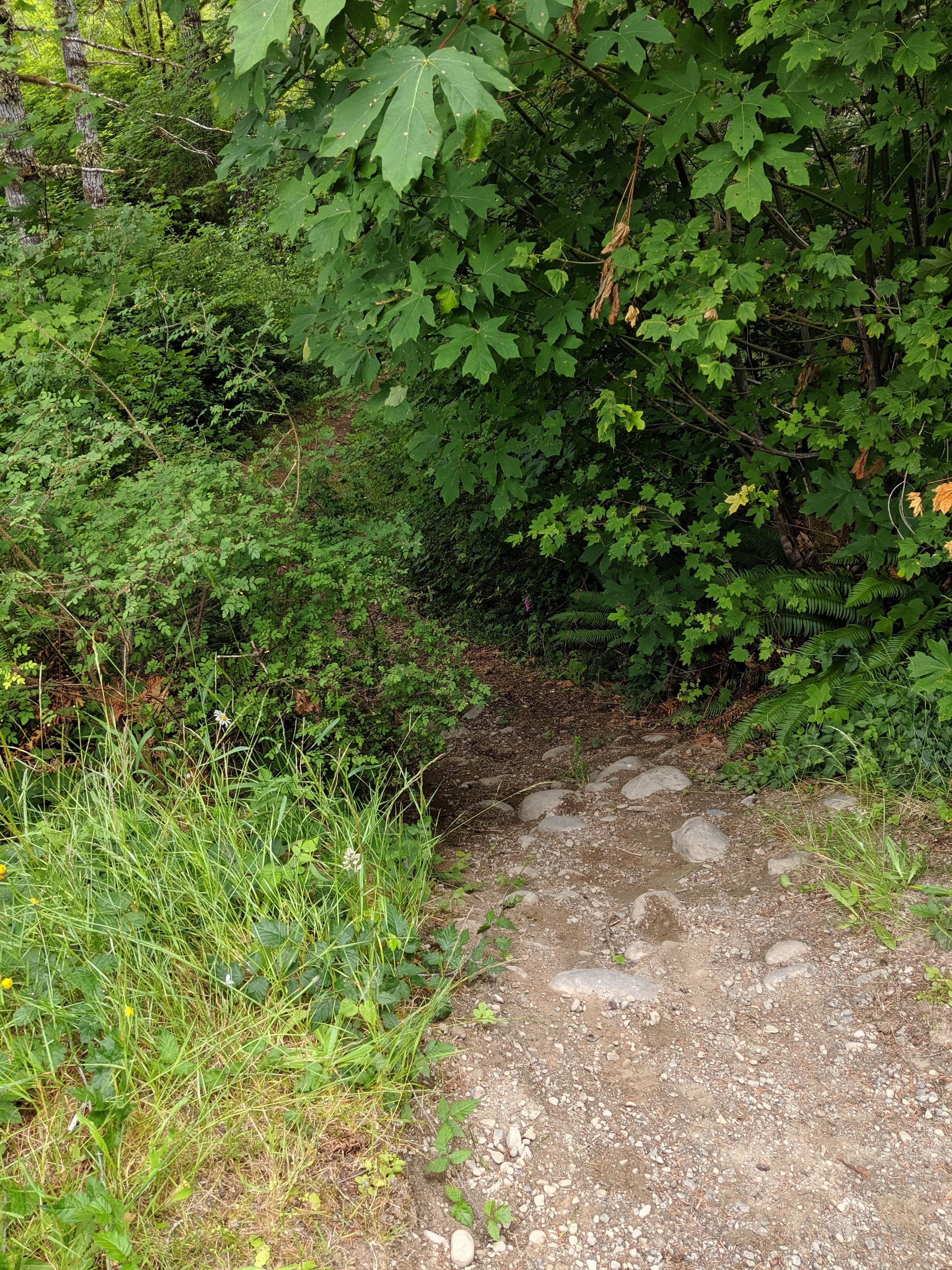 Camper-submitted photo at Dispersed Camping NF 2918 — Olympic National Park near Forks, WA