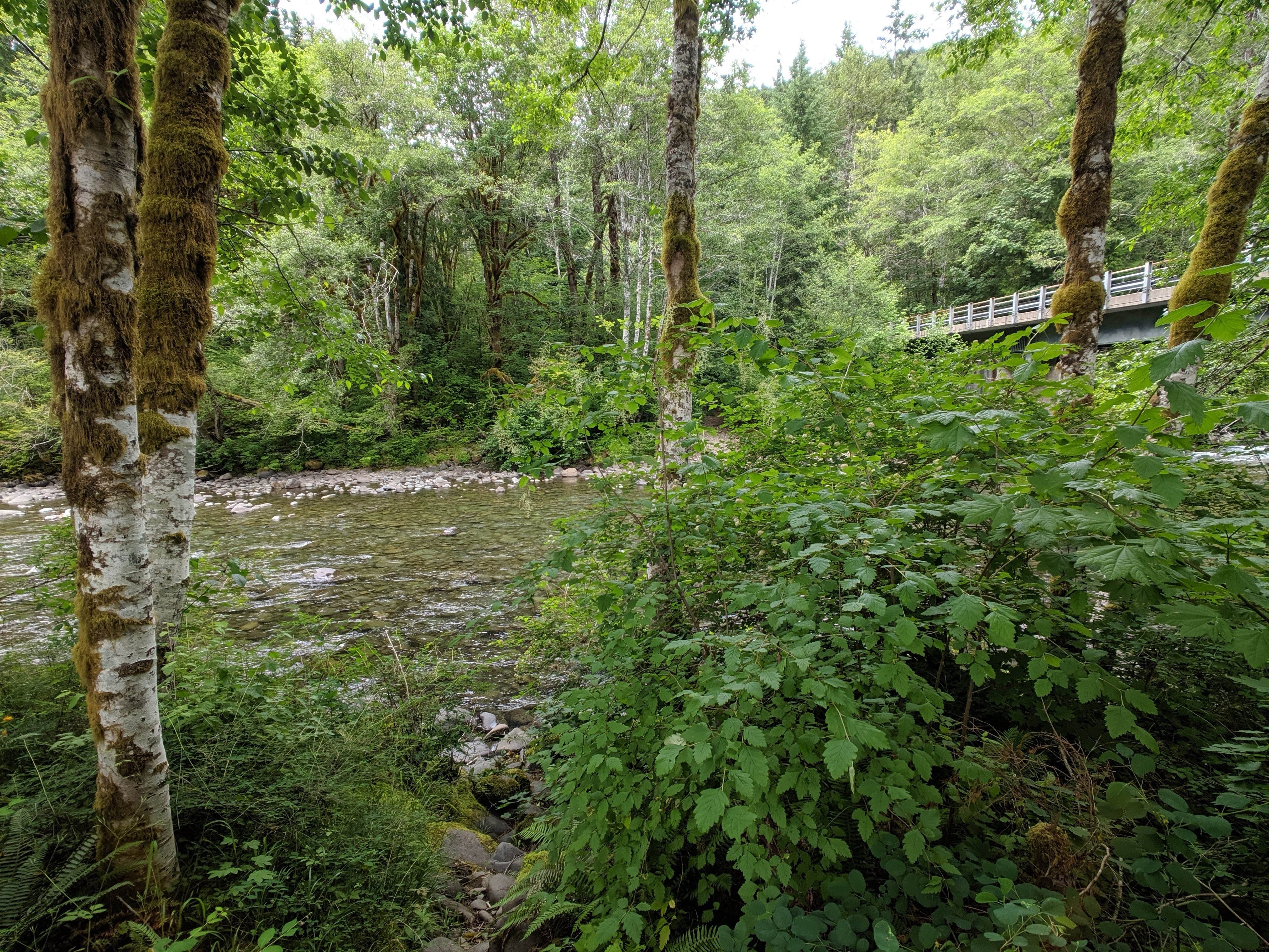 Camper submitted image from Dispersed Camping NF 2918 — Olympic National Park - 3