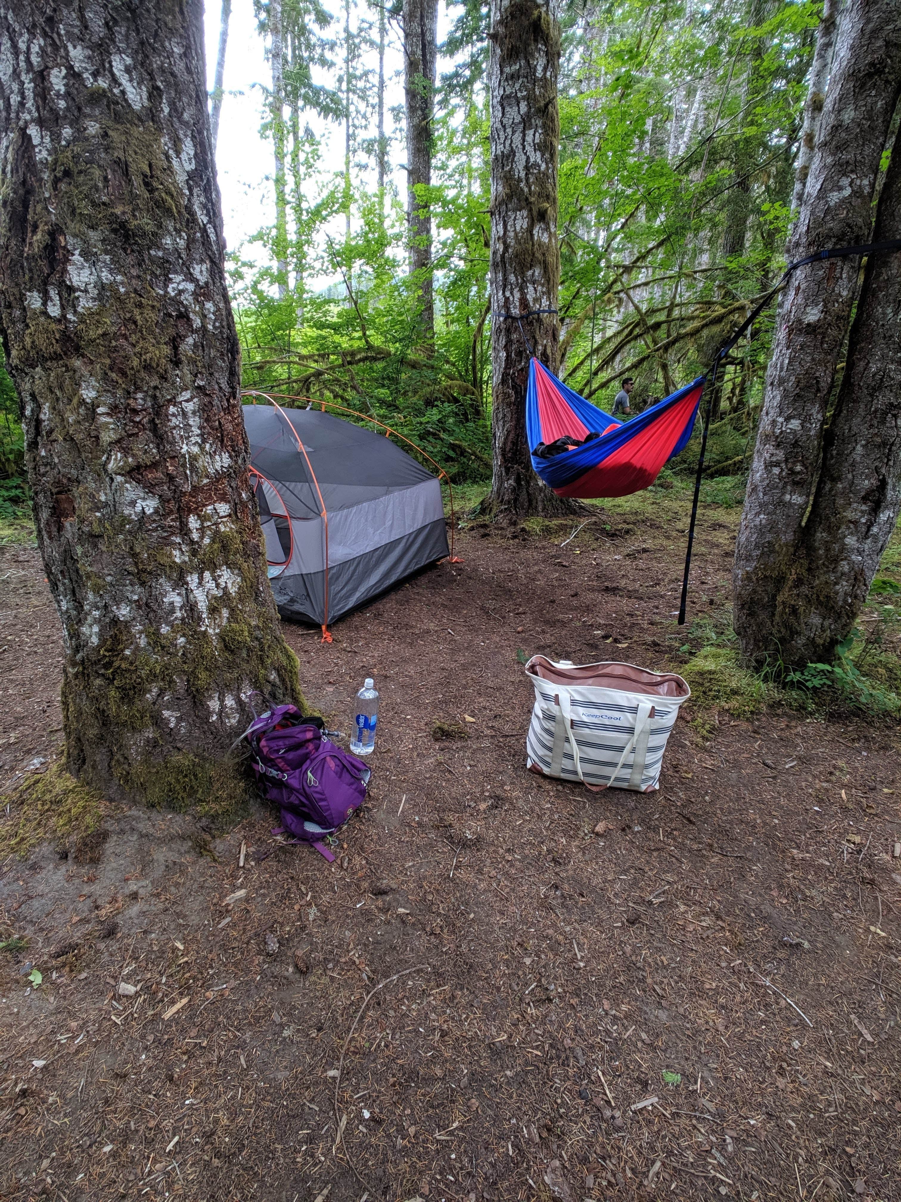 Katherine D.'s photo of a dispersed camping area at Dispersed Camping NF 2918 — Olympic National Park near Forks, WA