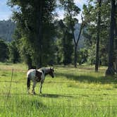 Review photo of Swinging Bridge Fishing Access Site - TEMPORARILY CLOSED by Art S., July 11, 2019