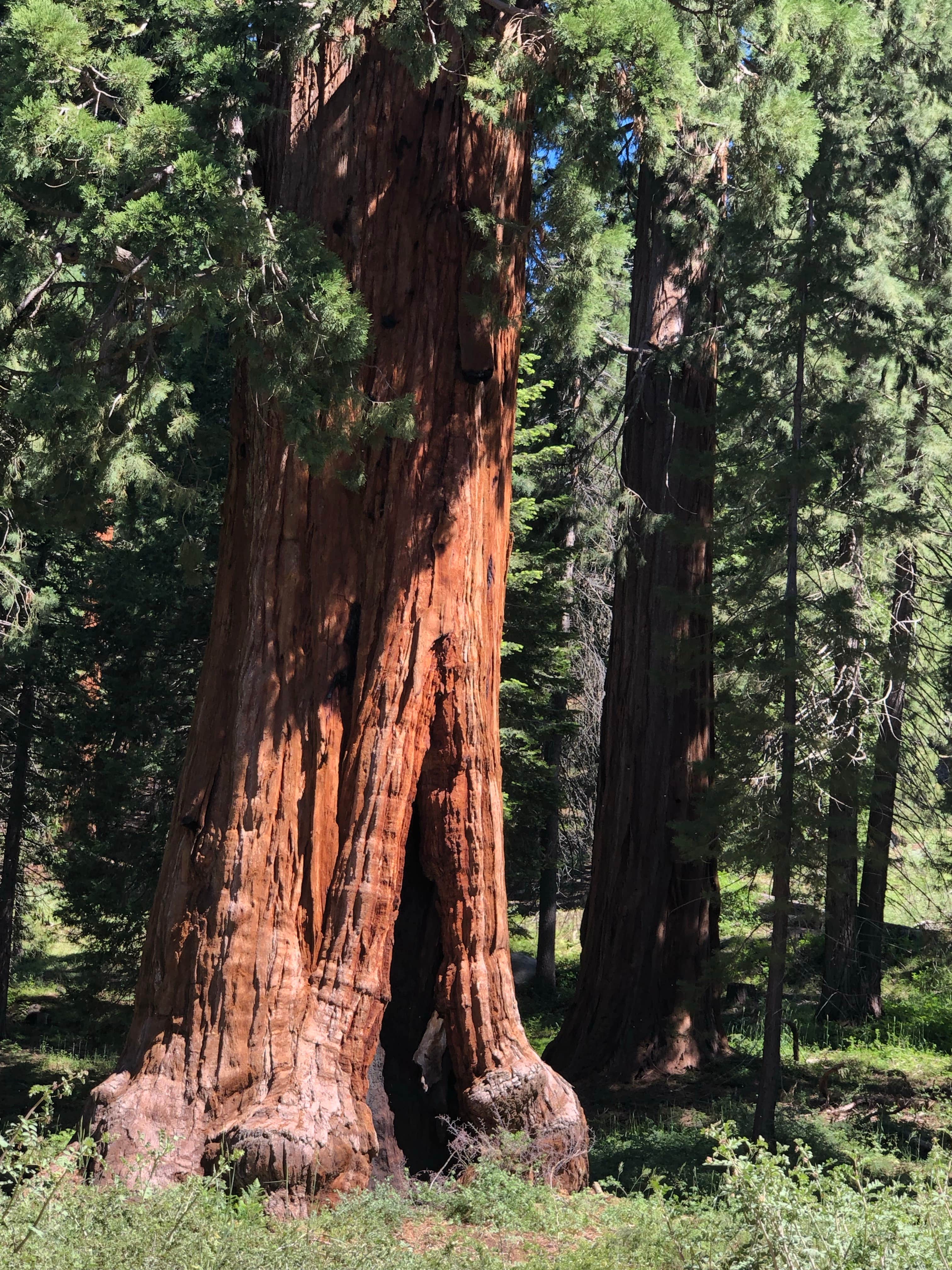 Camping near Tule - Success Lake: Hedrick Pond Campground, Camp Nelson, California