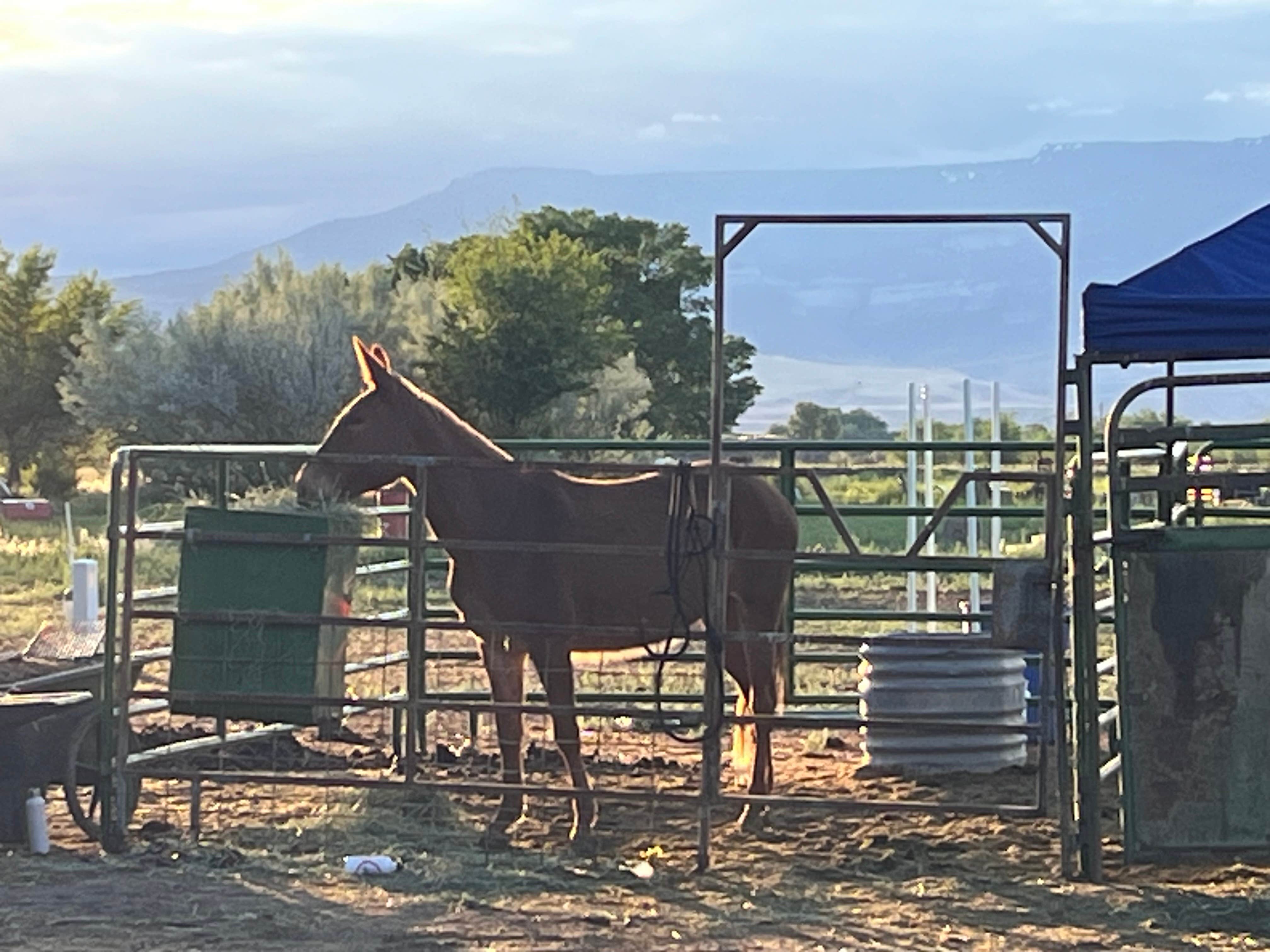 Camper-submitted photo at Fox Lane Farm near Palisade, CO