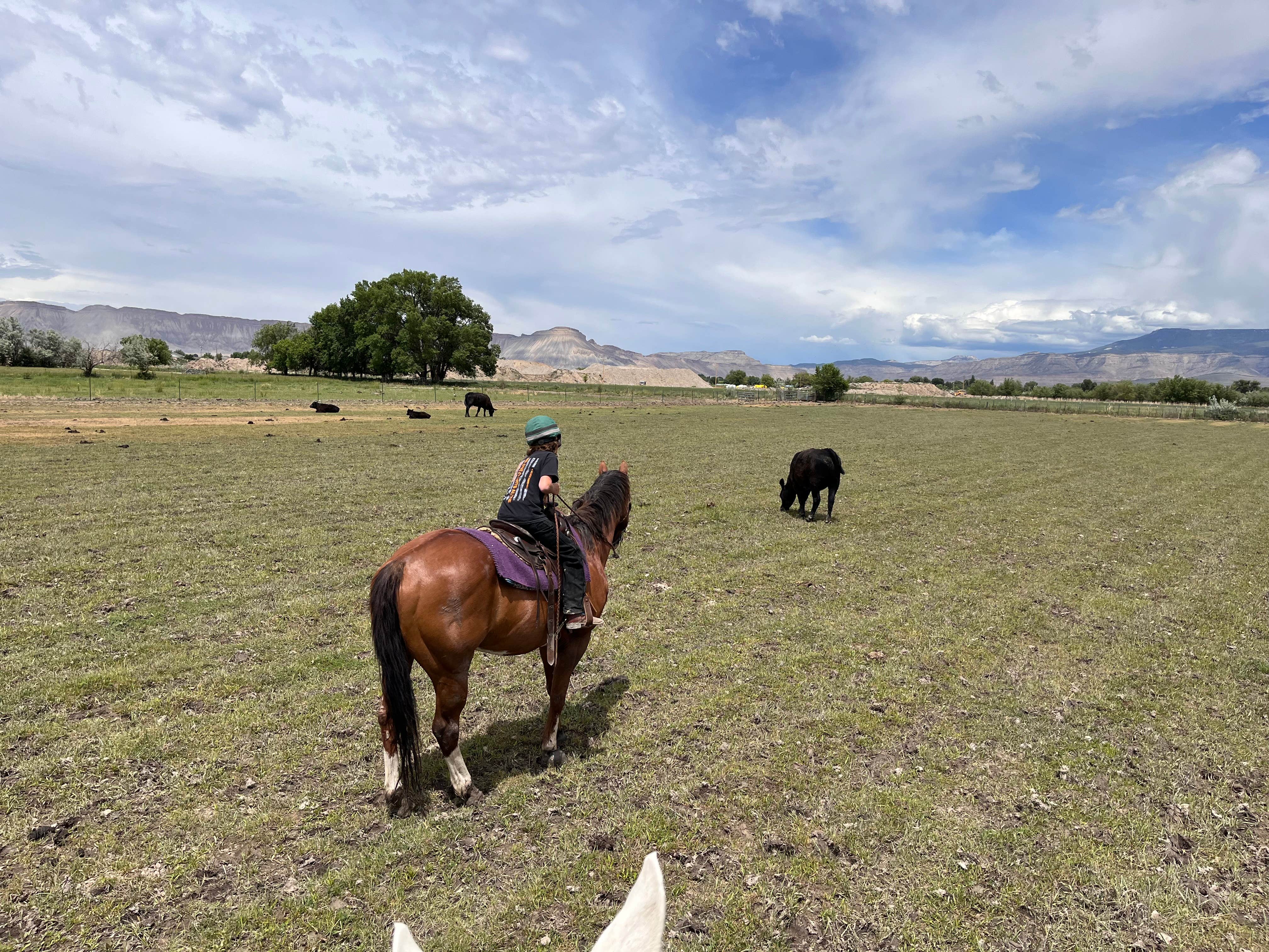 Camper-submitted photo at Fox Lane Farm near Palisade, CO