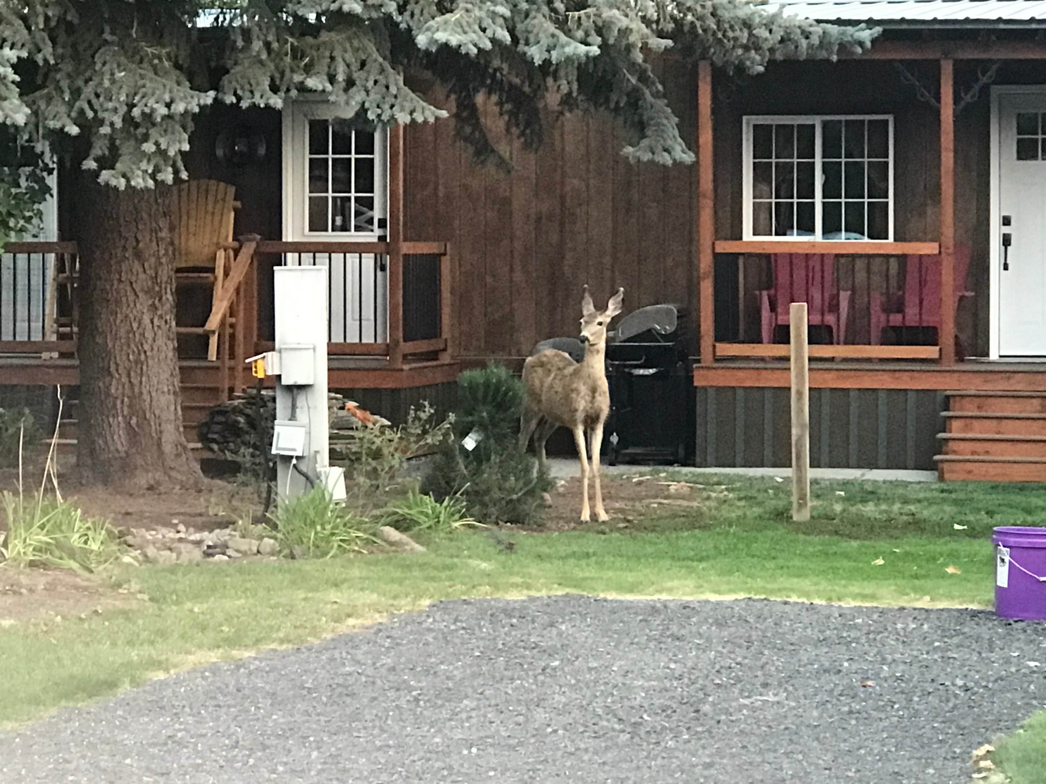 Camper-submitted photo at Goose Creek RV Park & Campground near Hartline, WA