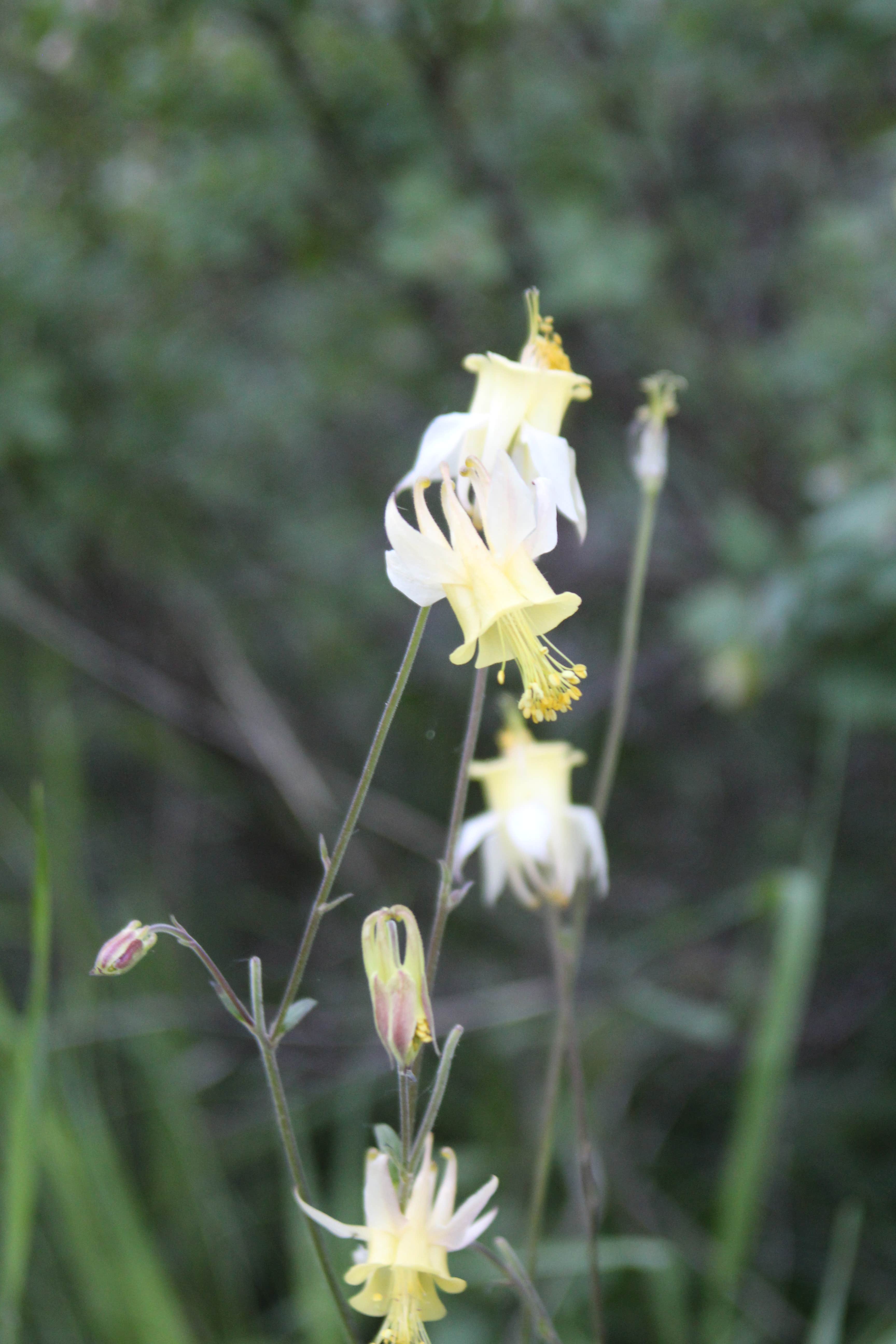 Camper-submitted photo at Henrys Lake State Park Campground in Idaho