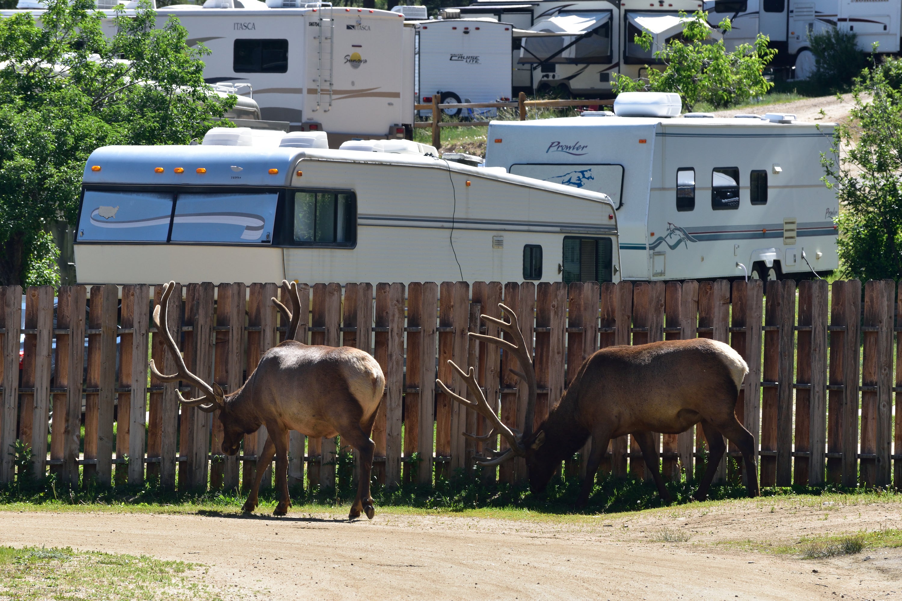 Elk in the campground.